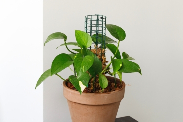 Pothos with a moss pole