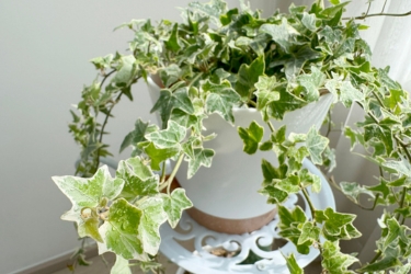 English Ivy with a lot of vines