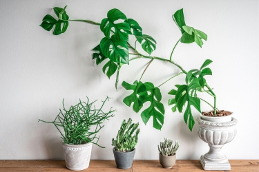 Mini Monstera climbing on the wall