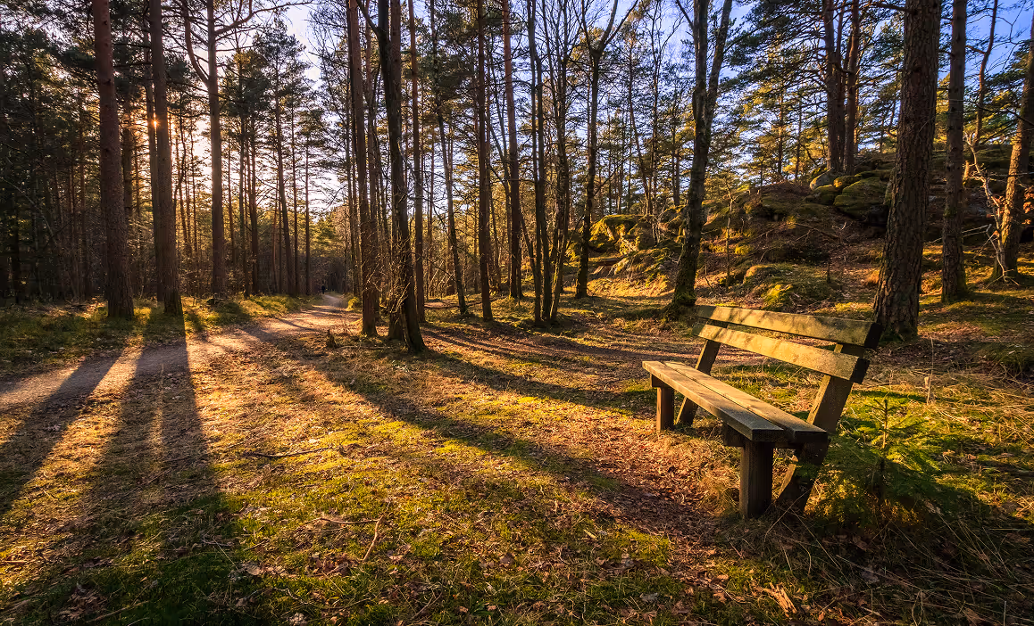 Solnedgang i skogen med en trebenk ved en sti som går gjennom trær og mosegrodd terreng.