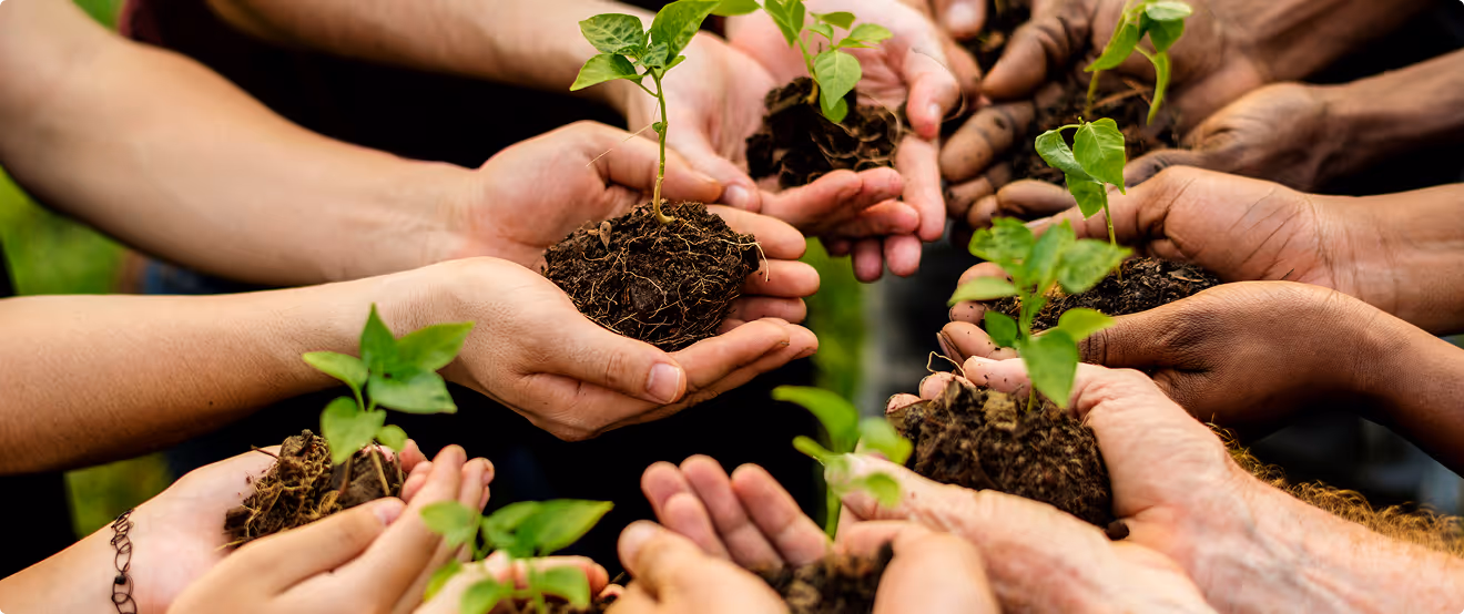 Group of hands holding young plants symbolizing sustainability and growth.