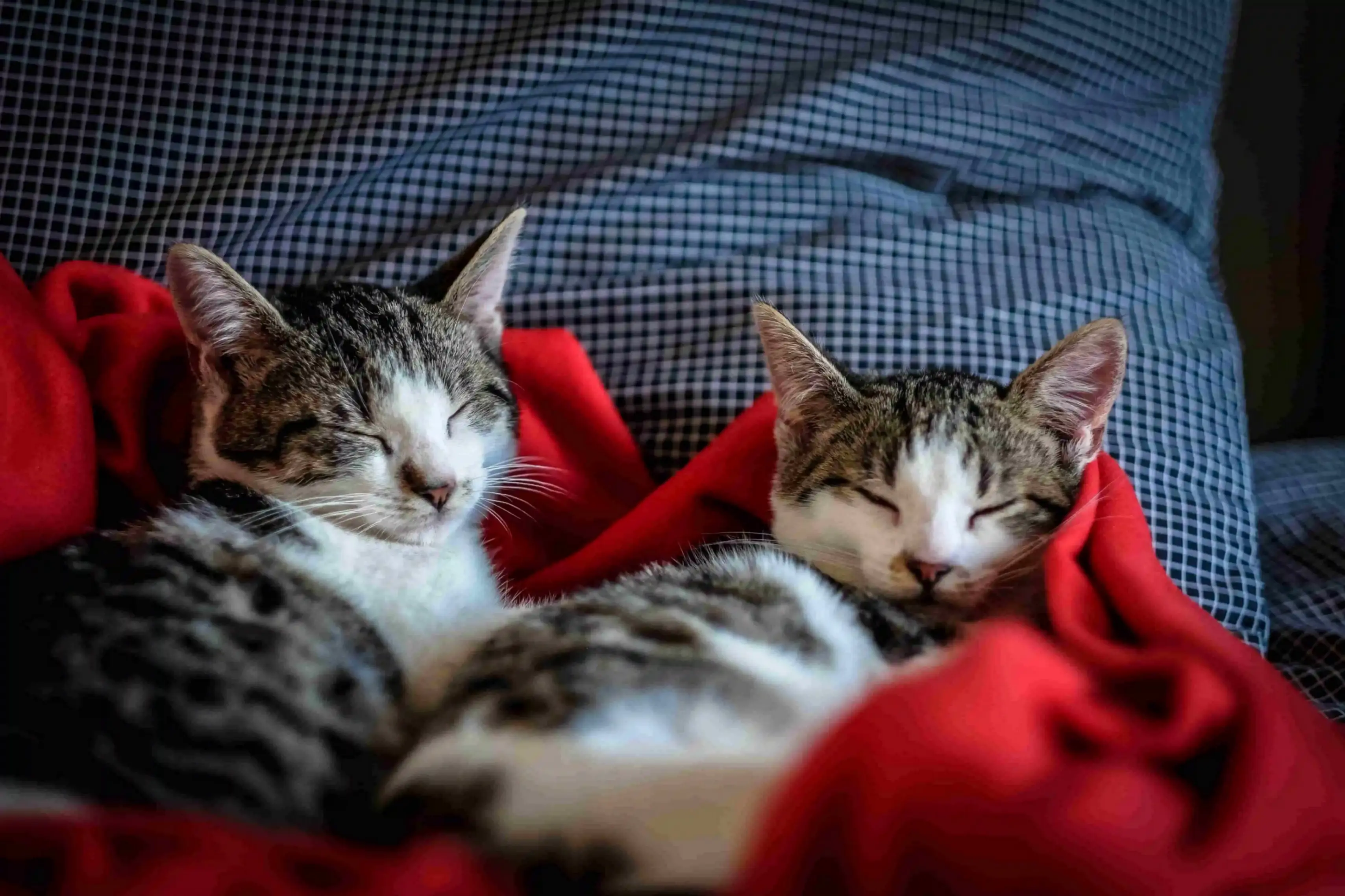 deux chatons dormant sur une couverture plaid rouge