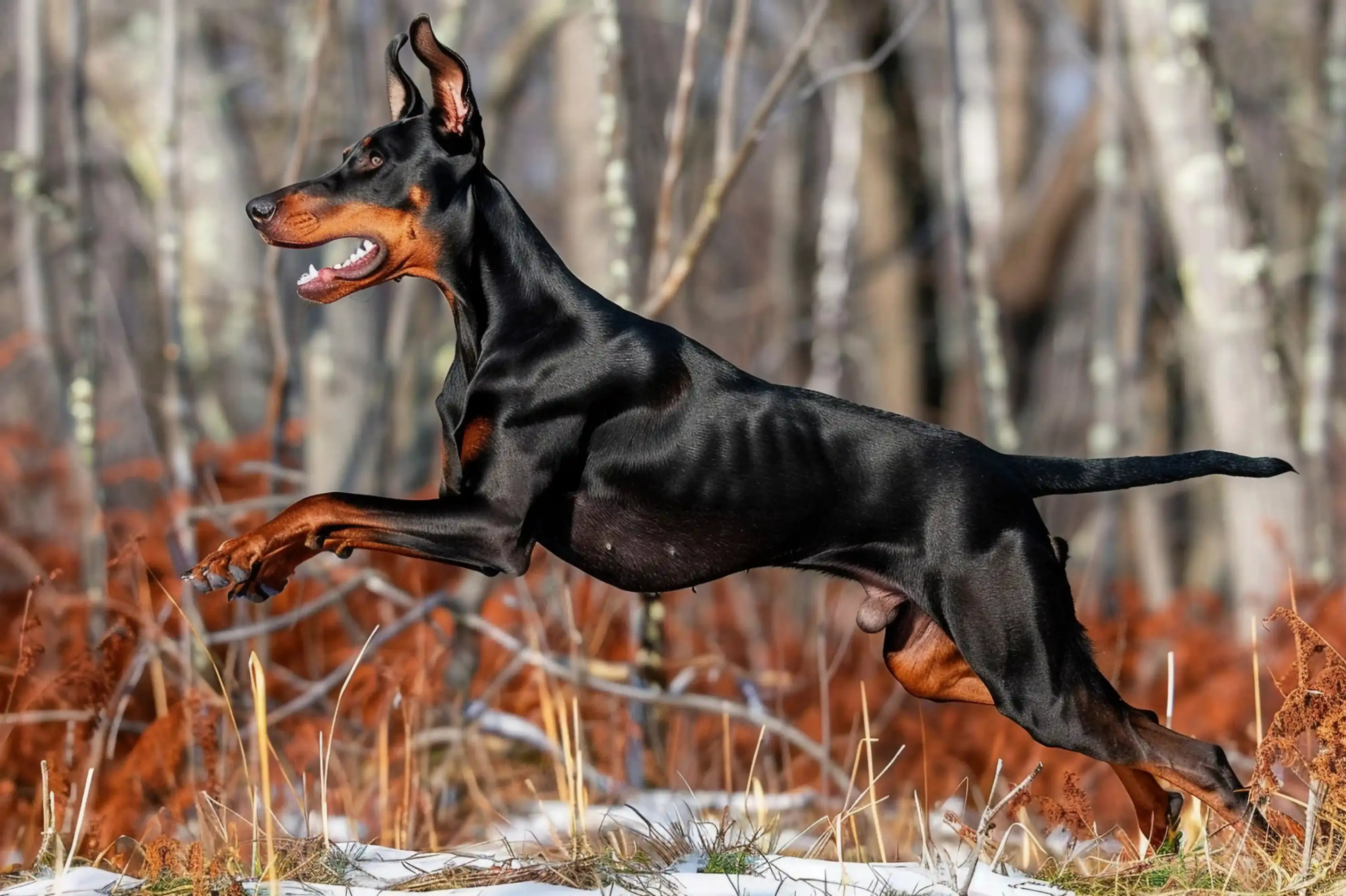 Une promenade avec un doberman qui court dans la fôret
