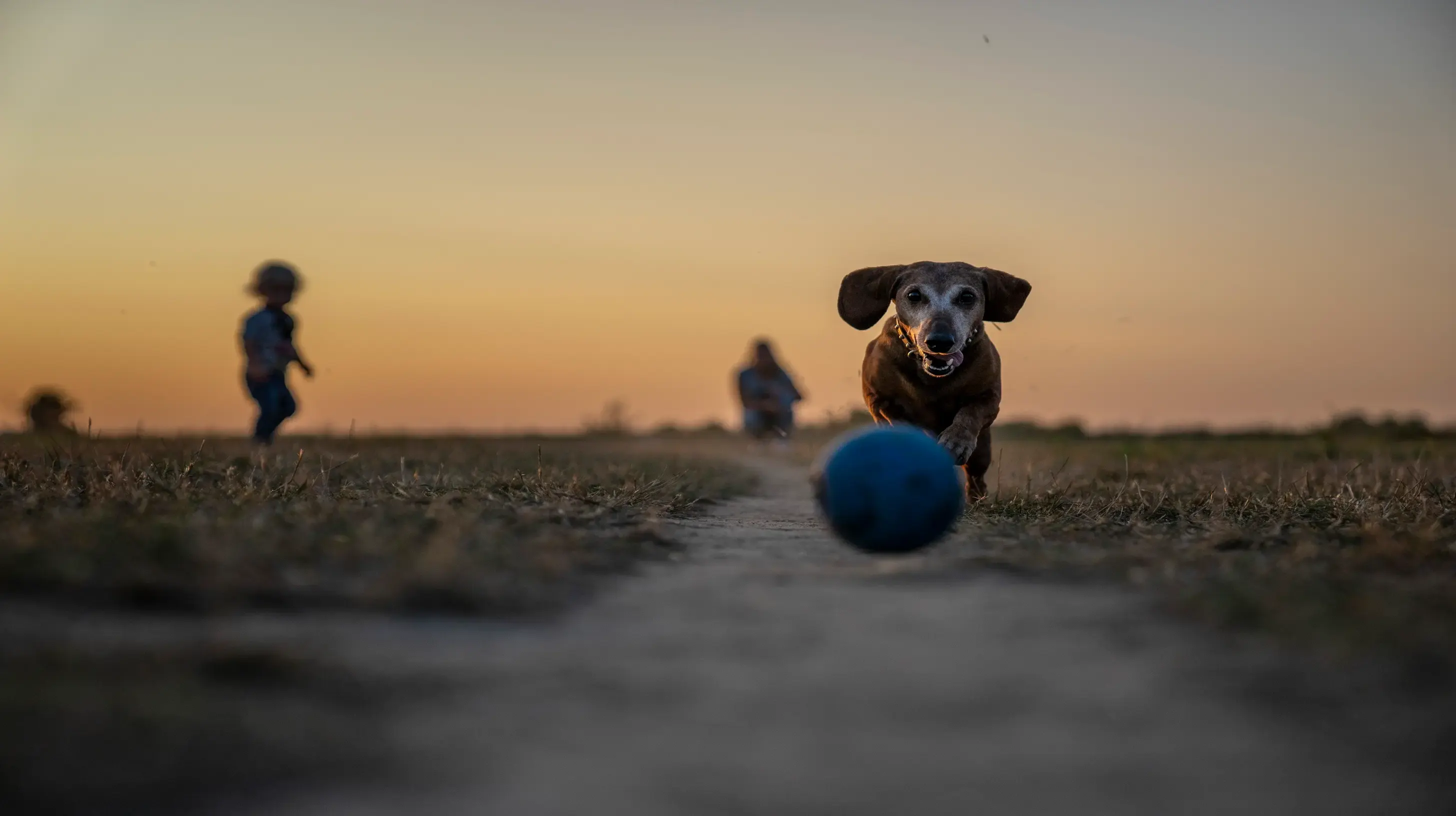 Un après-midi d'été avec un vieux chien qui court après son ballon 