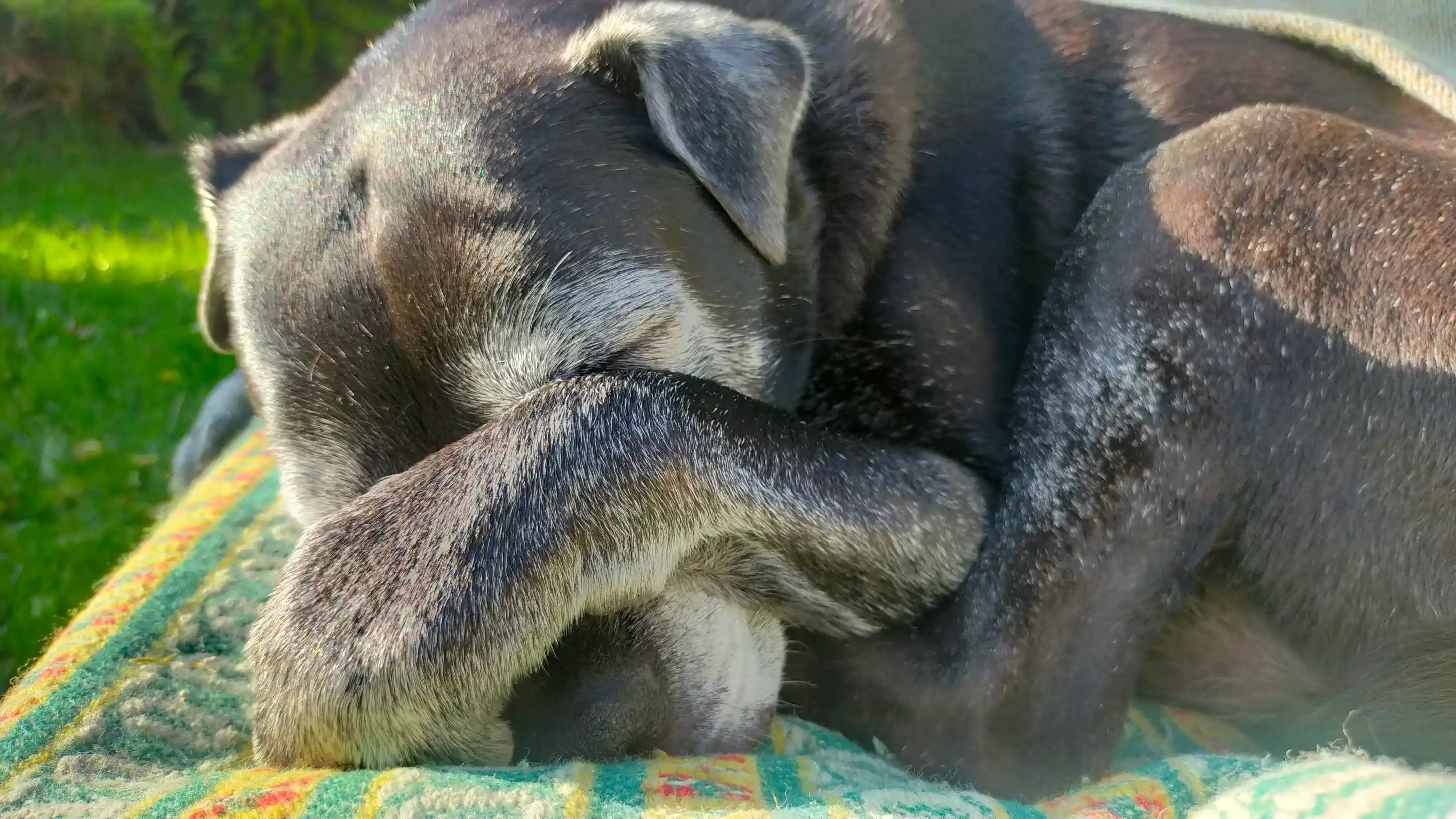Un très vieux chien dort avec une patte sur ses yeux