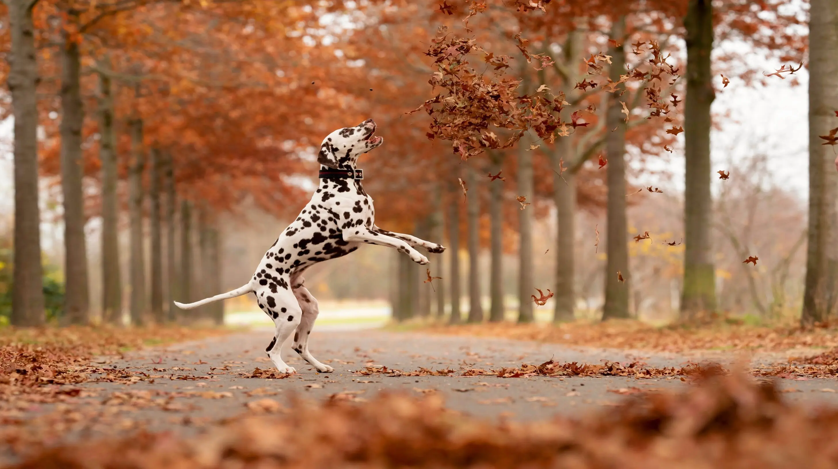 un parc d'automne aux couleurs chaudes et un chien qui saute dans les feuilles