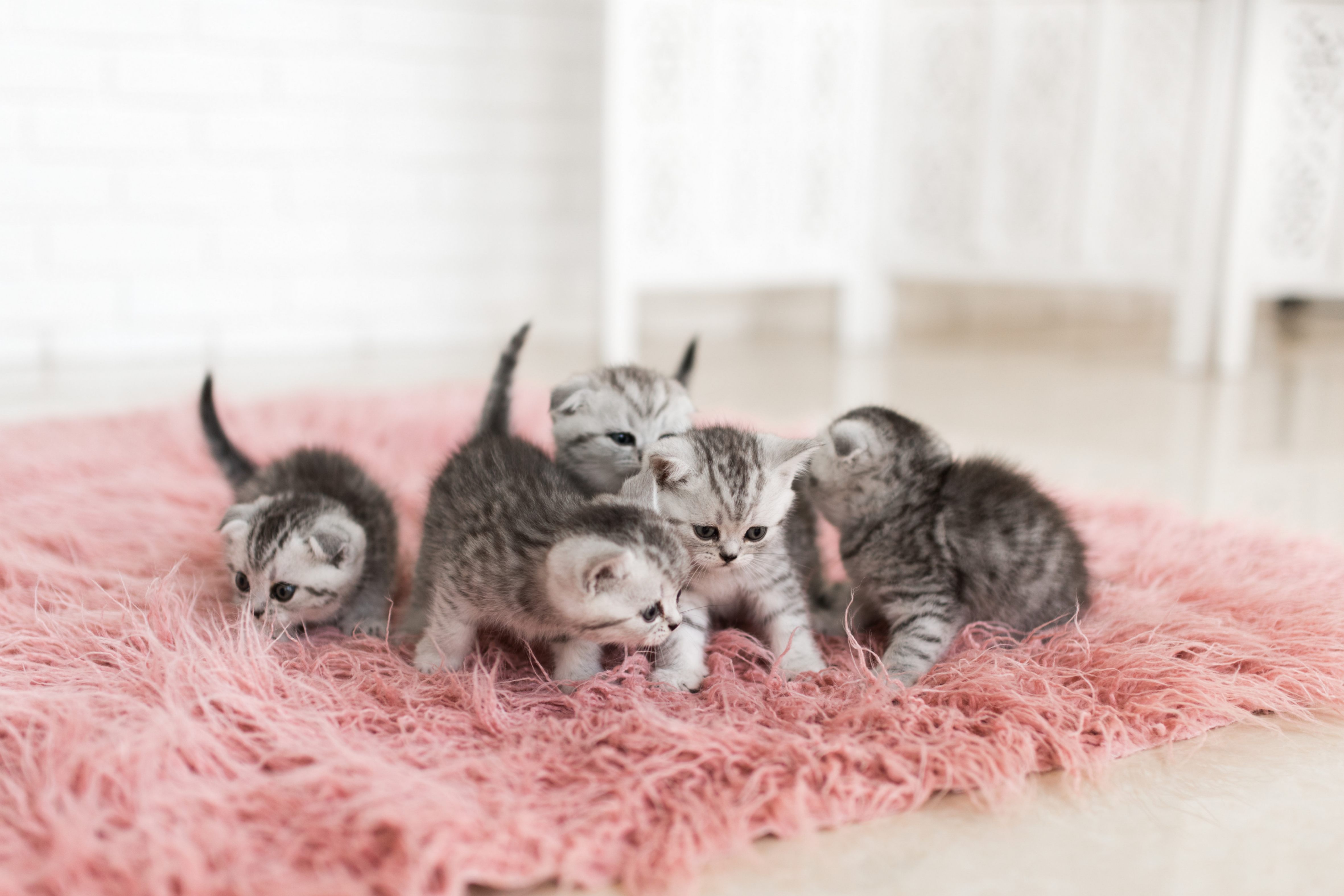 Quatre bébés chatons qui renifflent autour de leur tapis rose