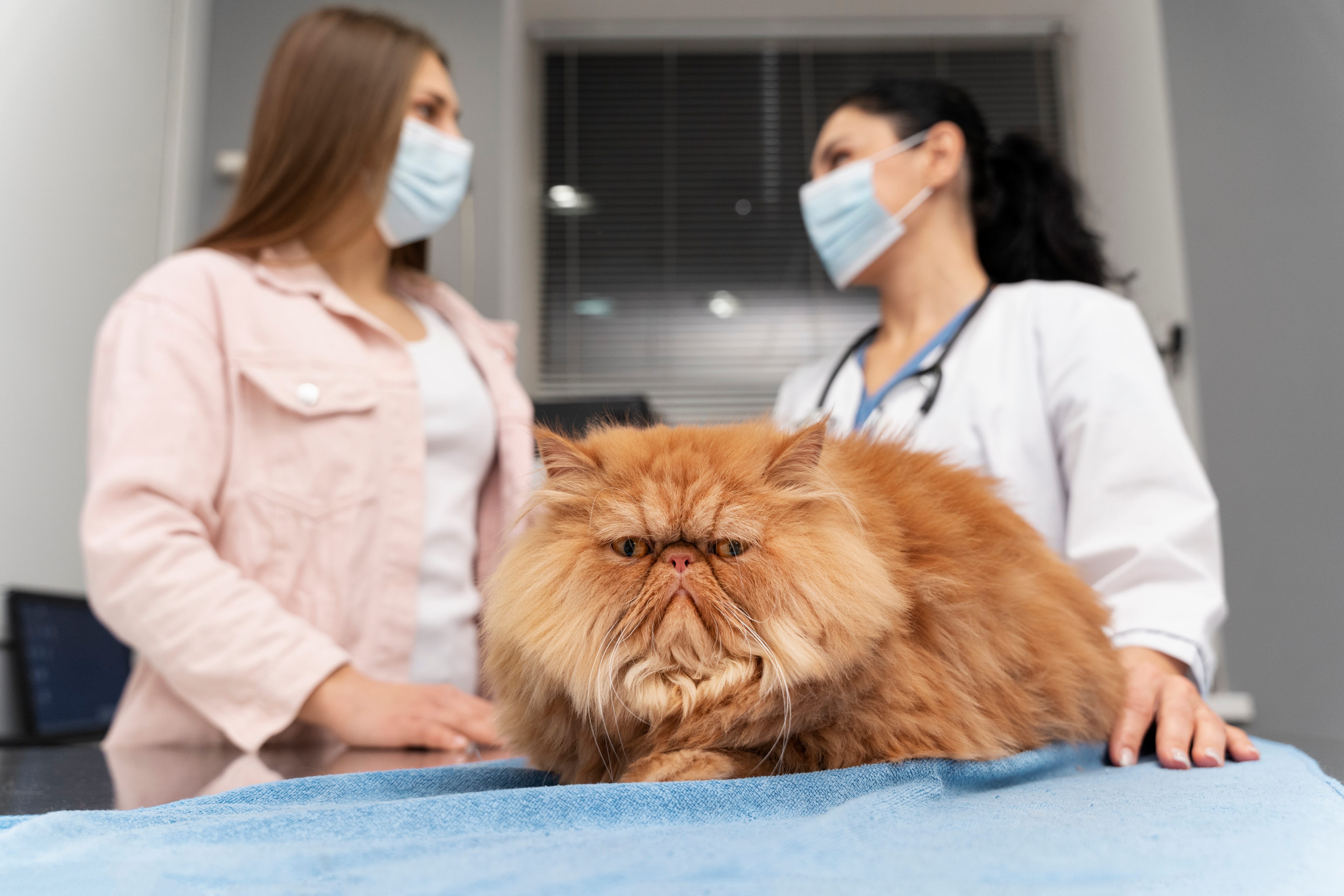 Un chat de race man coon allongé sur la banquette de consultatioon dans une clinique vétérinaire. 