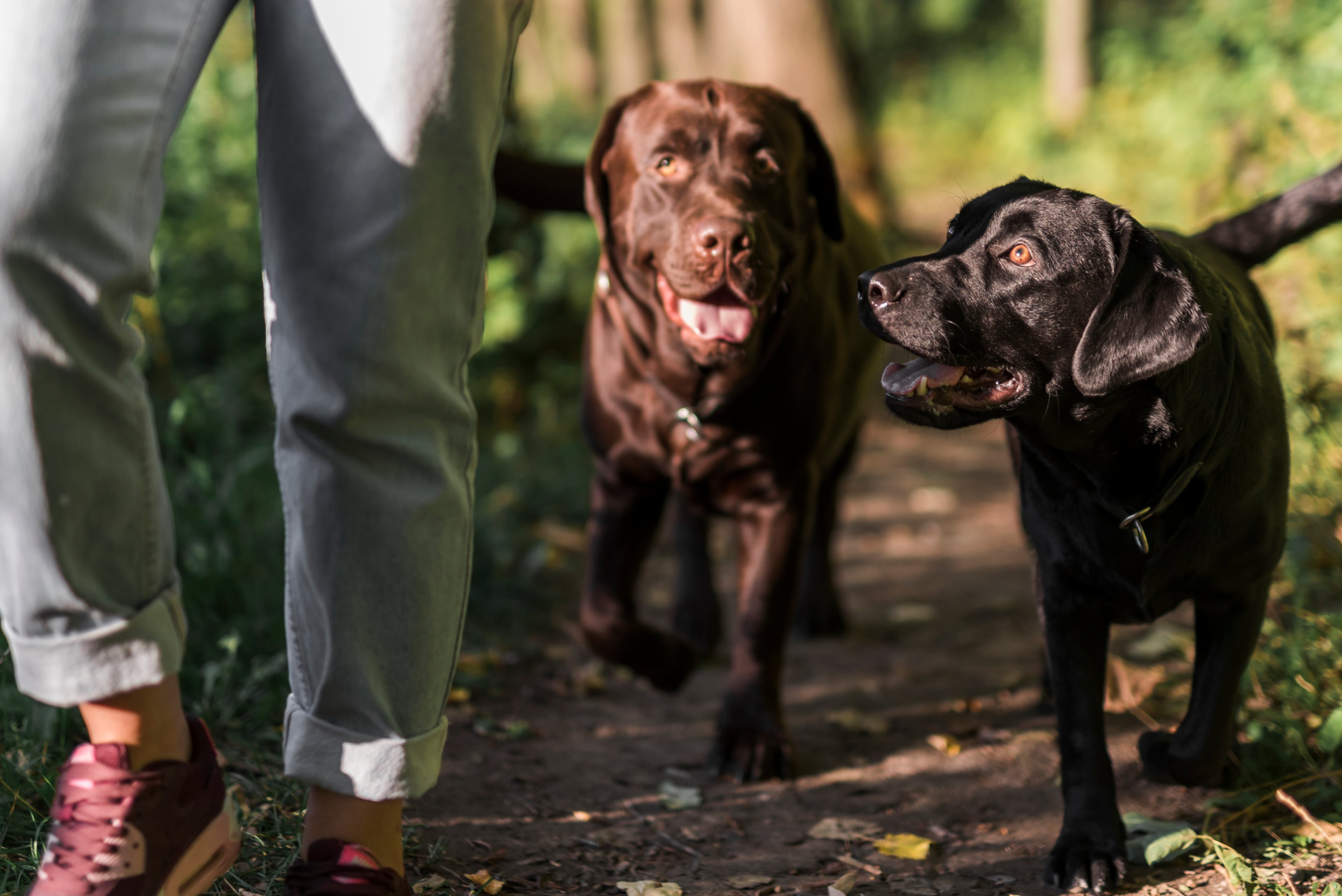 Une journée ensoleillée et la promenade en parc avec les deux chiens gros couleur chocolat