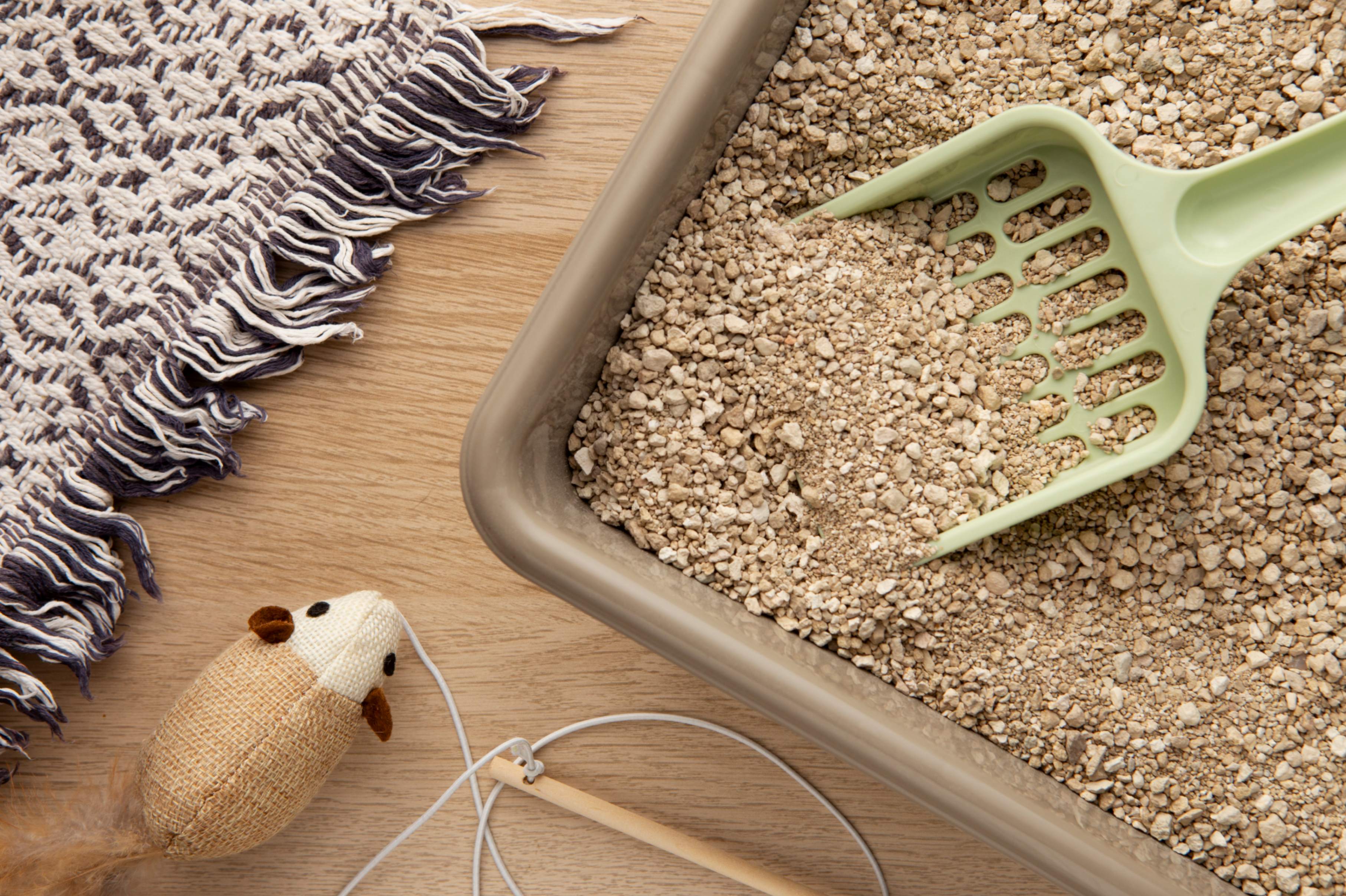 une vue de la litère pour chat avec un jouet en forme de souris