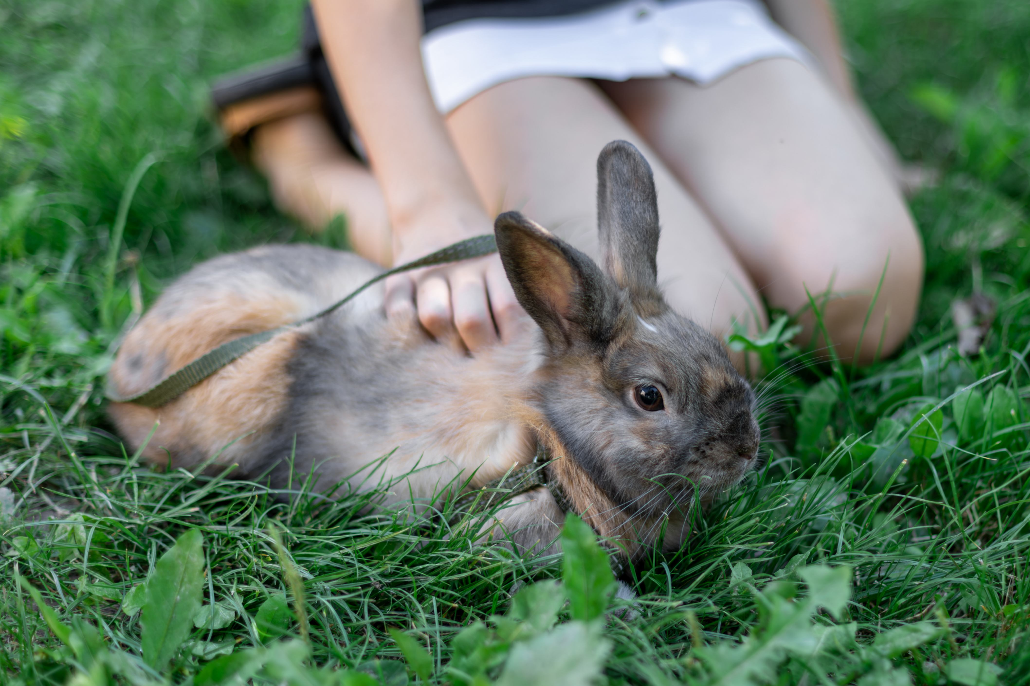 Un gros lapins broute de l'herbe fraiche tandis qu'une fillette lui caresse le dos