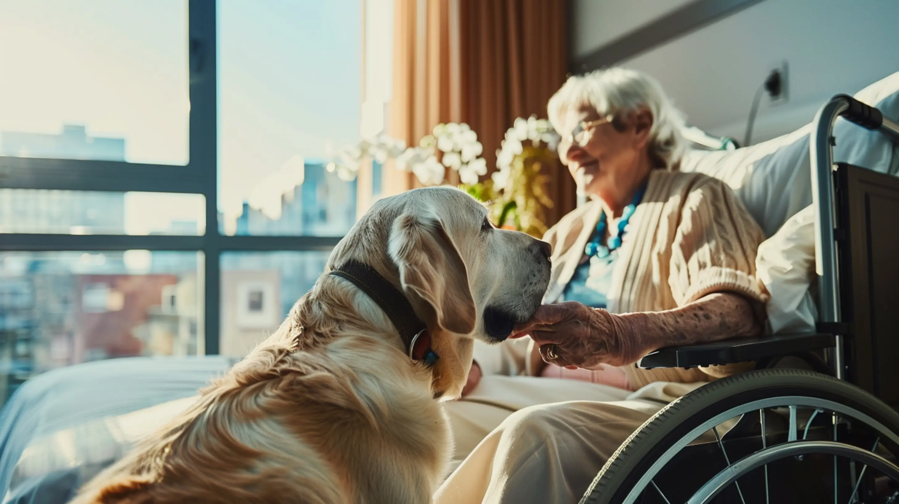 Un chien médiateur dans une chambre d'hôpital assis près d'une personne âgée