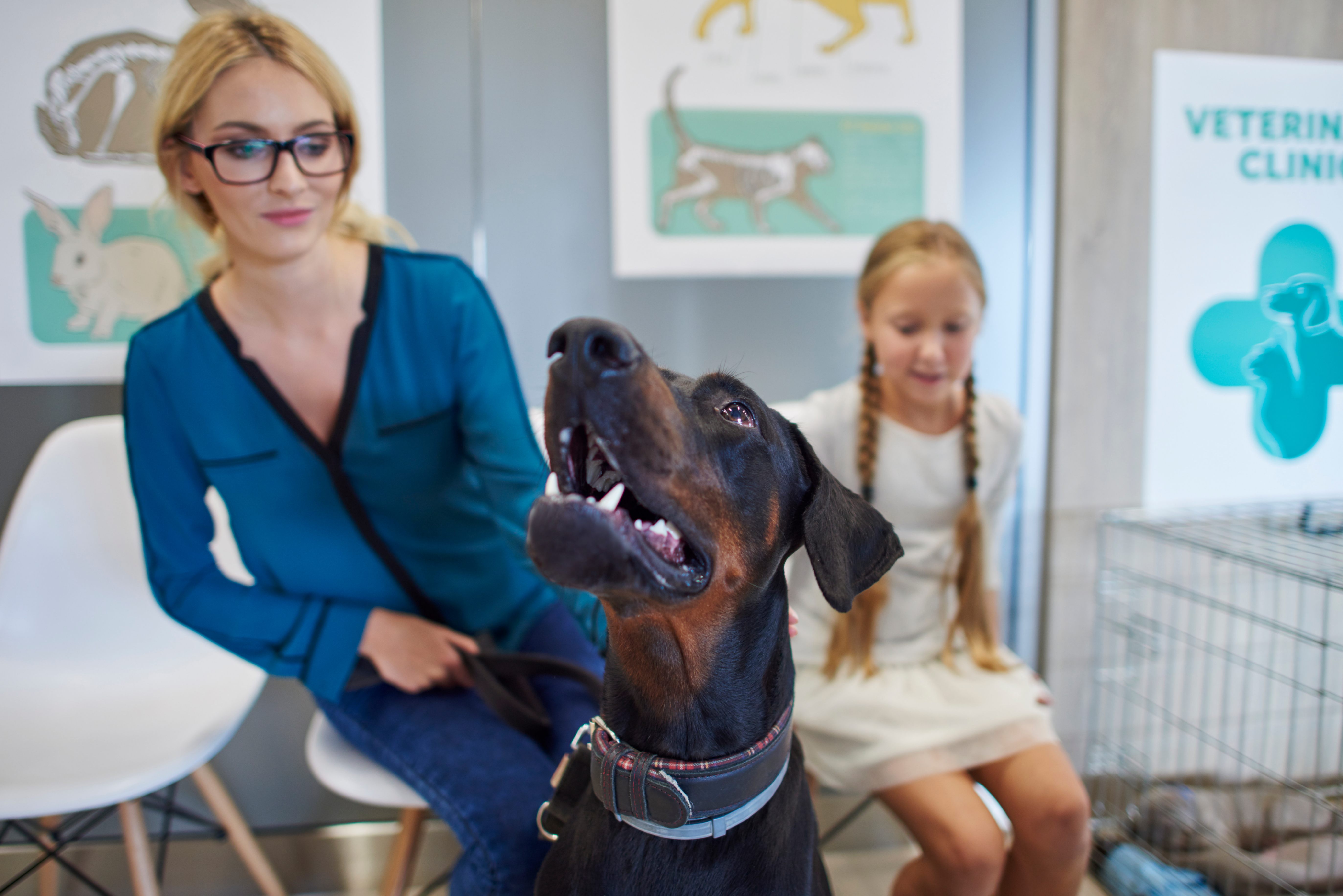 Une salle d'attente chez le vétérinaire pour un doberman es sa famille