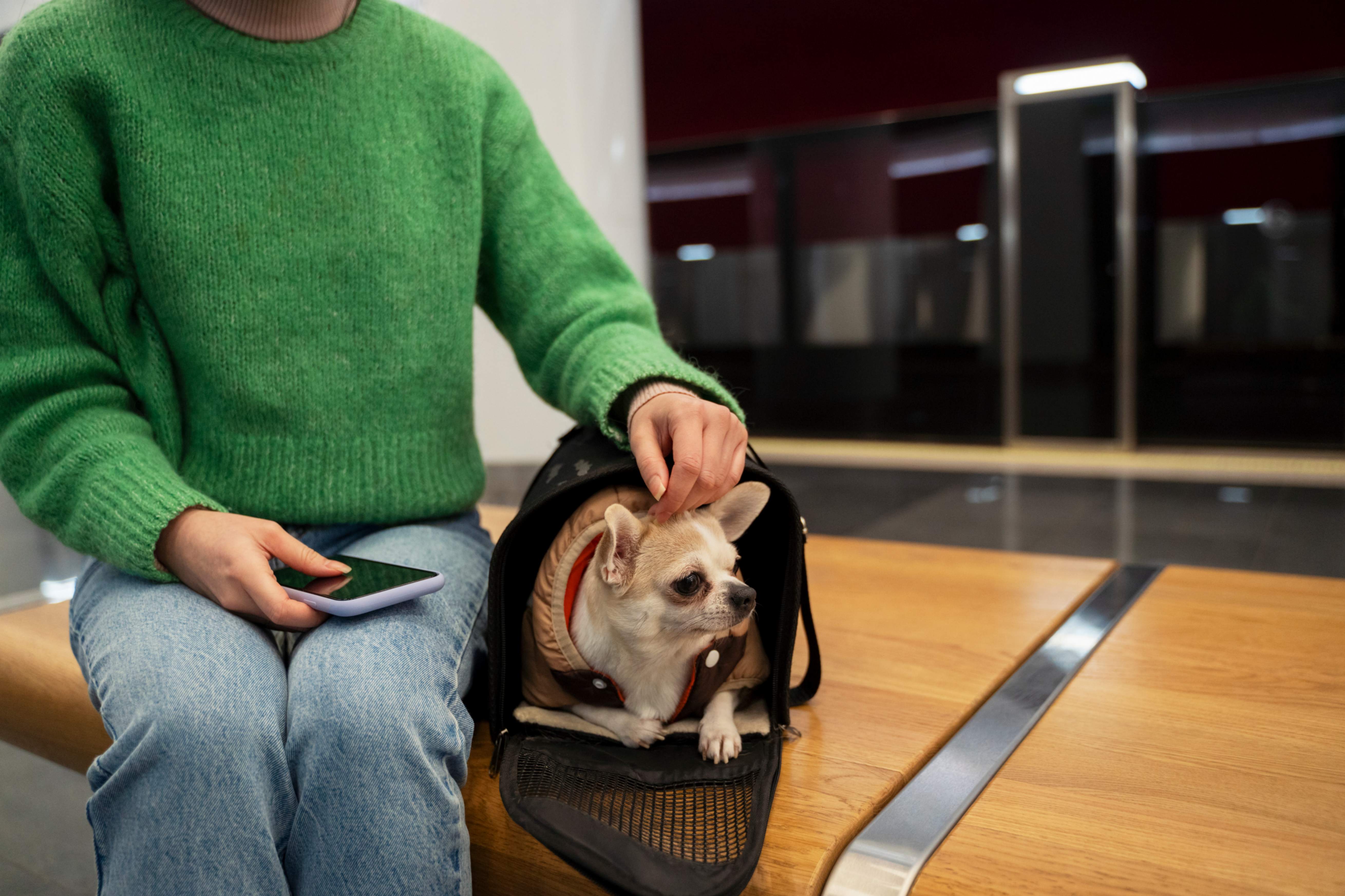 Un Chihuahua attends sagement dans son sac avec sa maman 