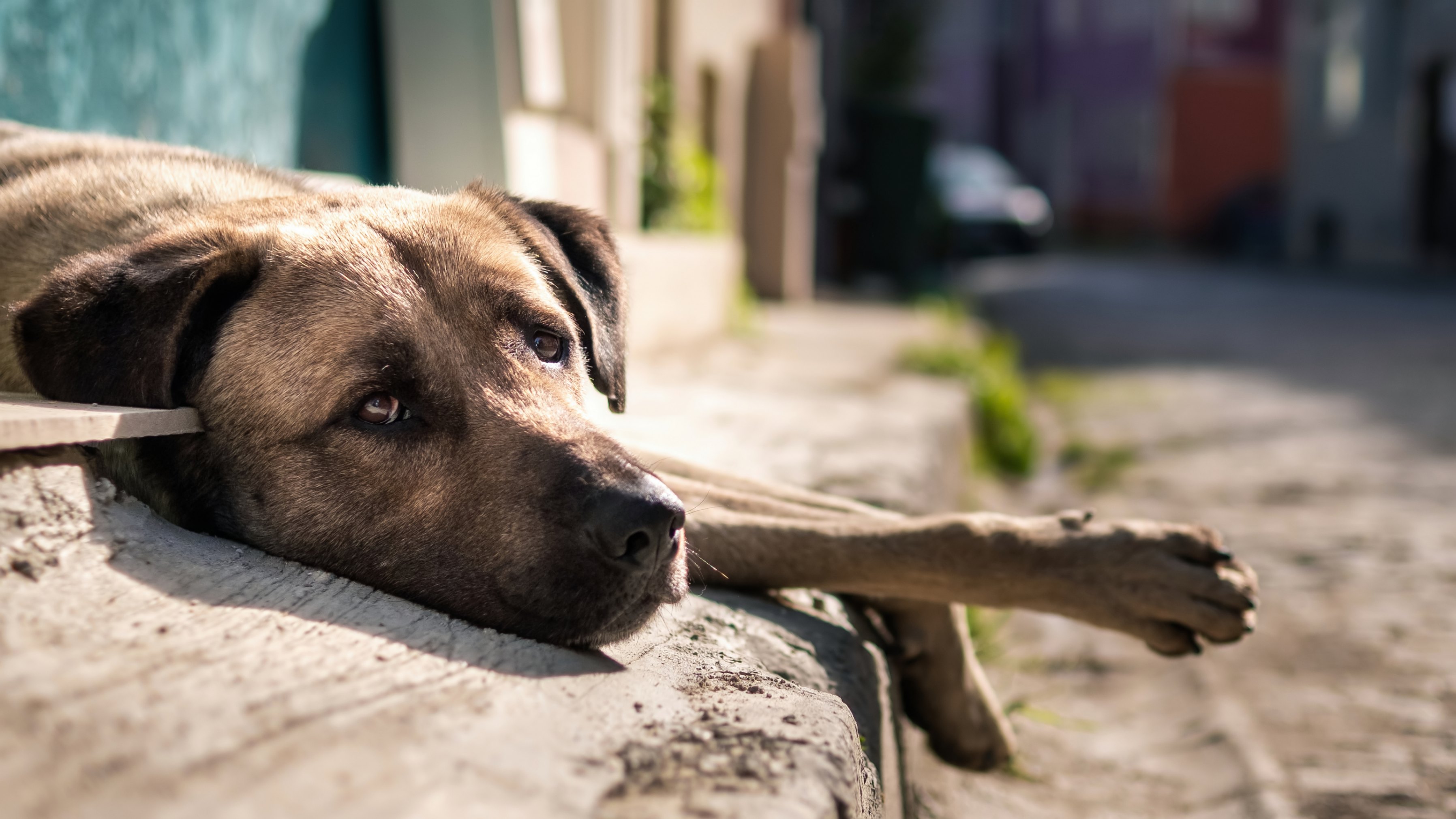 un regard triste d'un chien quii semble abandonné allongé dans la rue 
