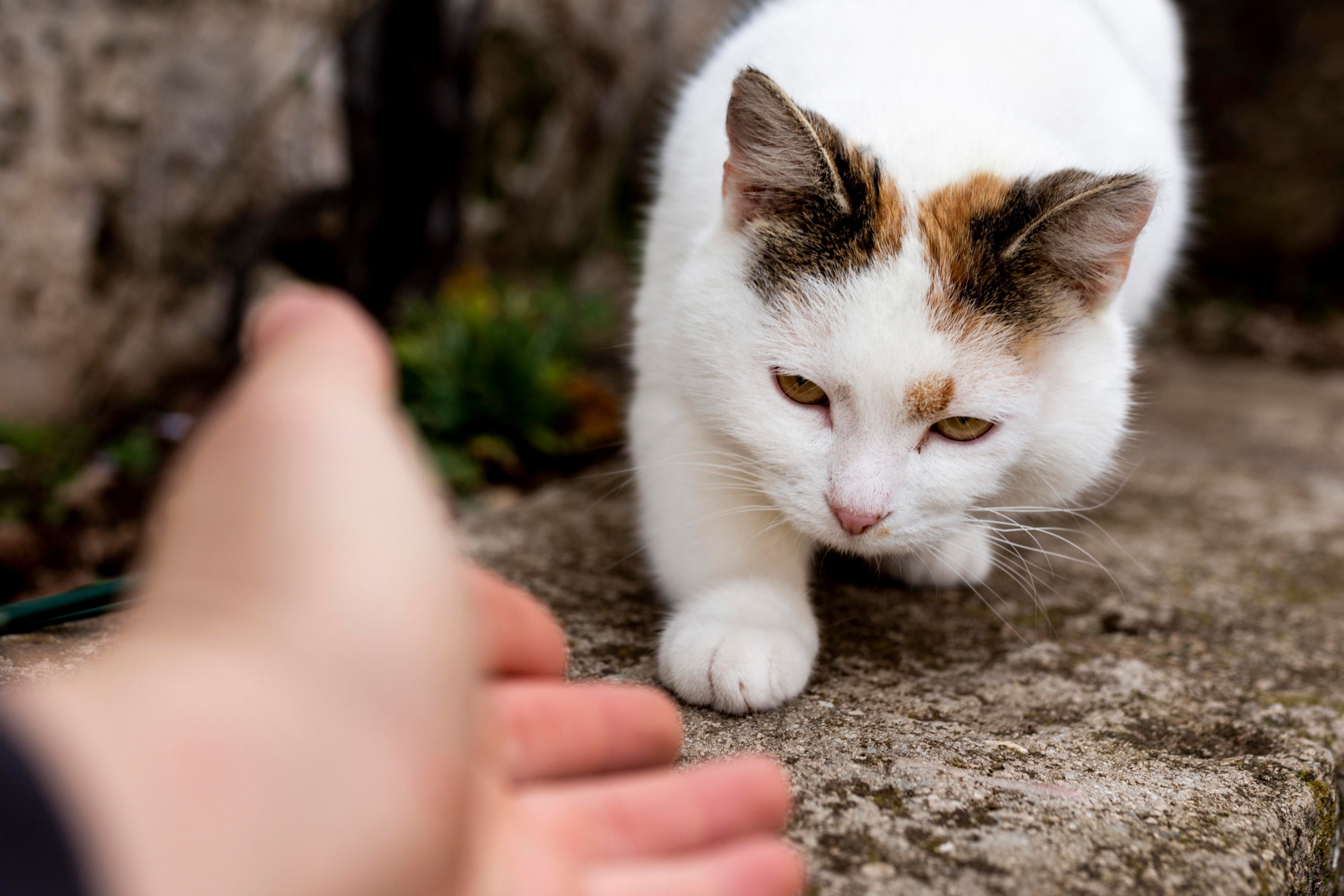 un secouriste essaie de toucher un chat blanc qui semble être perdu 