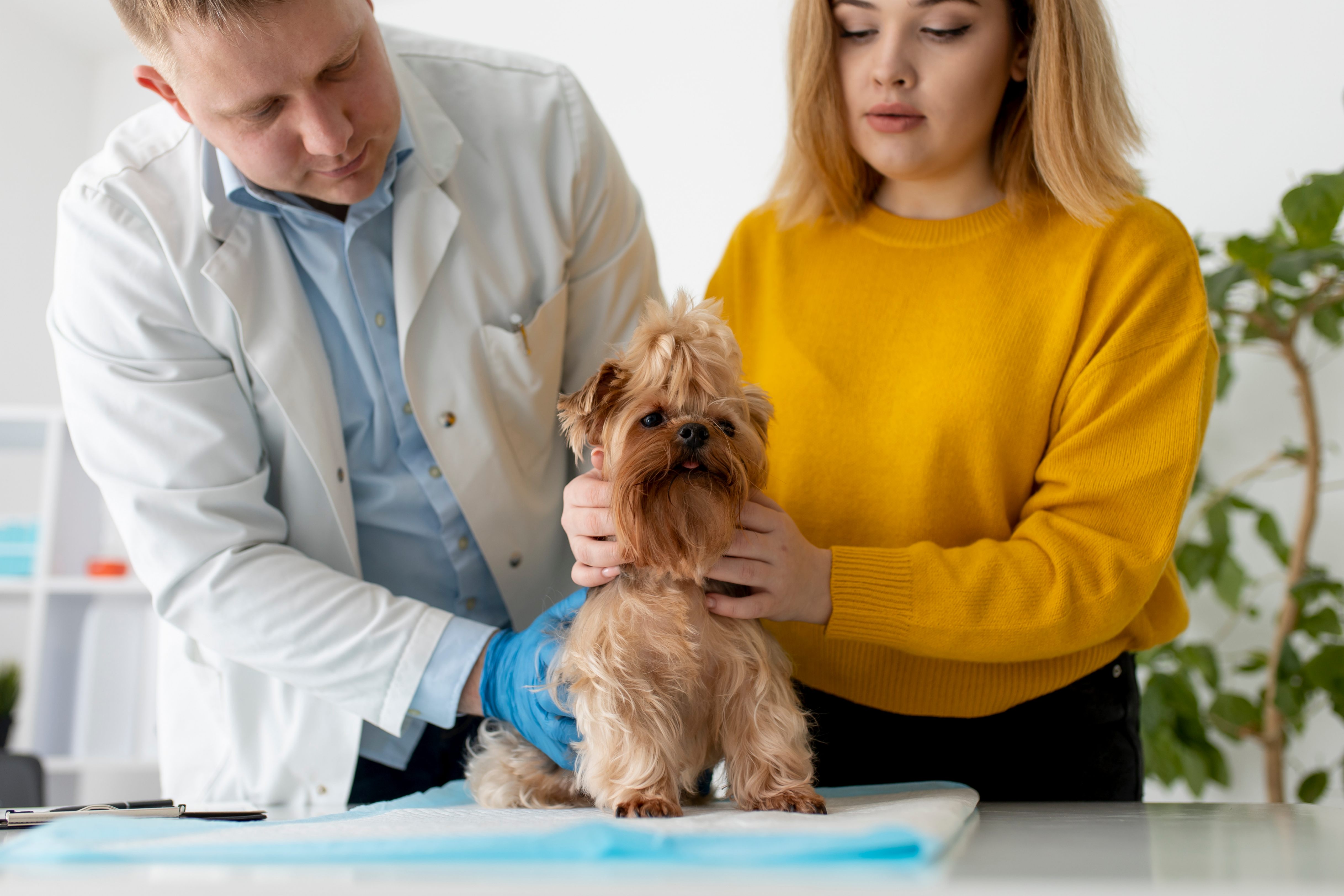 Un petit foxterrier roux est assis sur la table d'examen tandis qu'un vétérinaire le tiens par l'abdomen