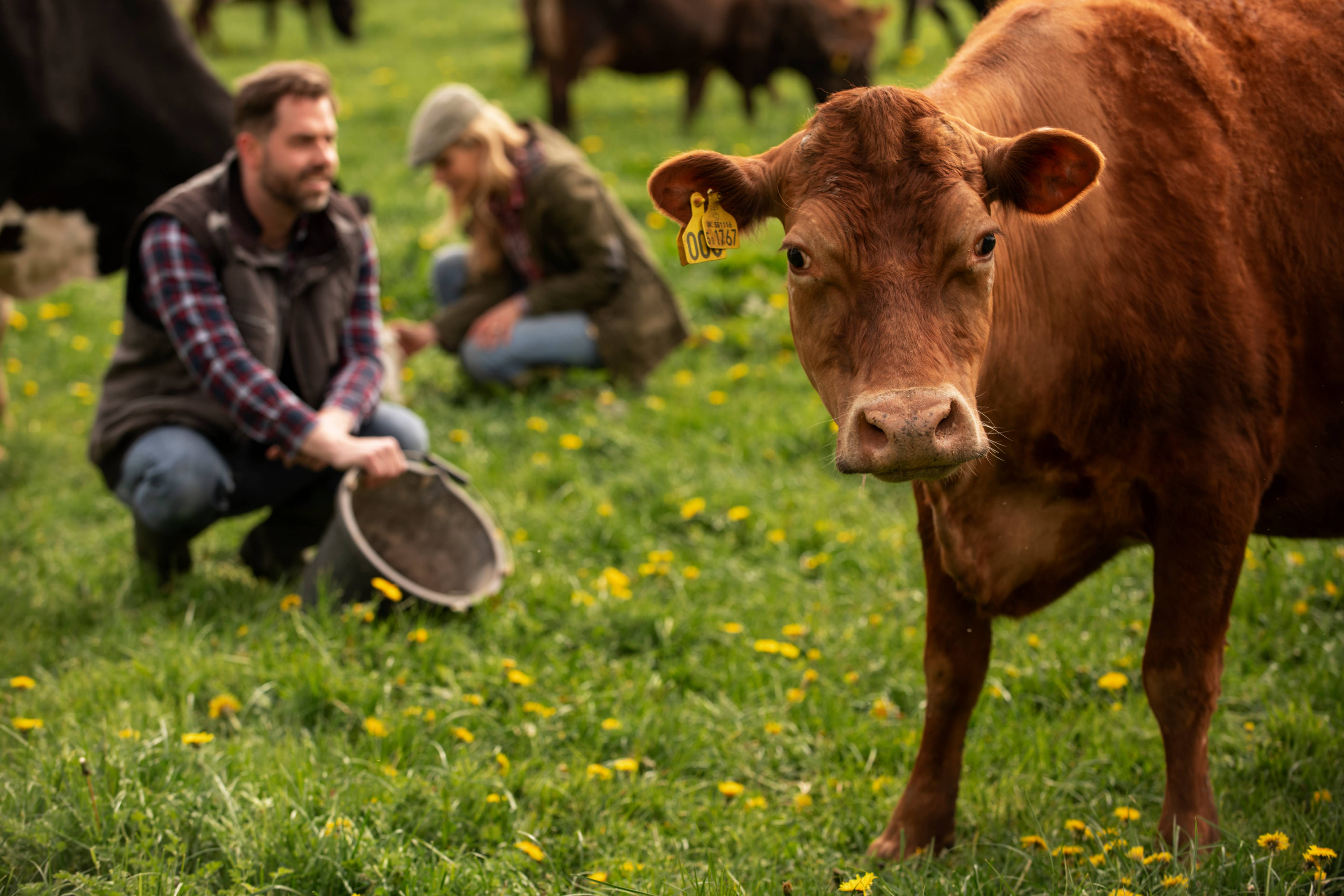 Un evache brune regarde droit dan sl'objectif, elle broute dans la prairie verte