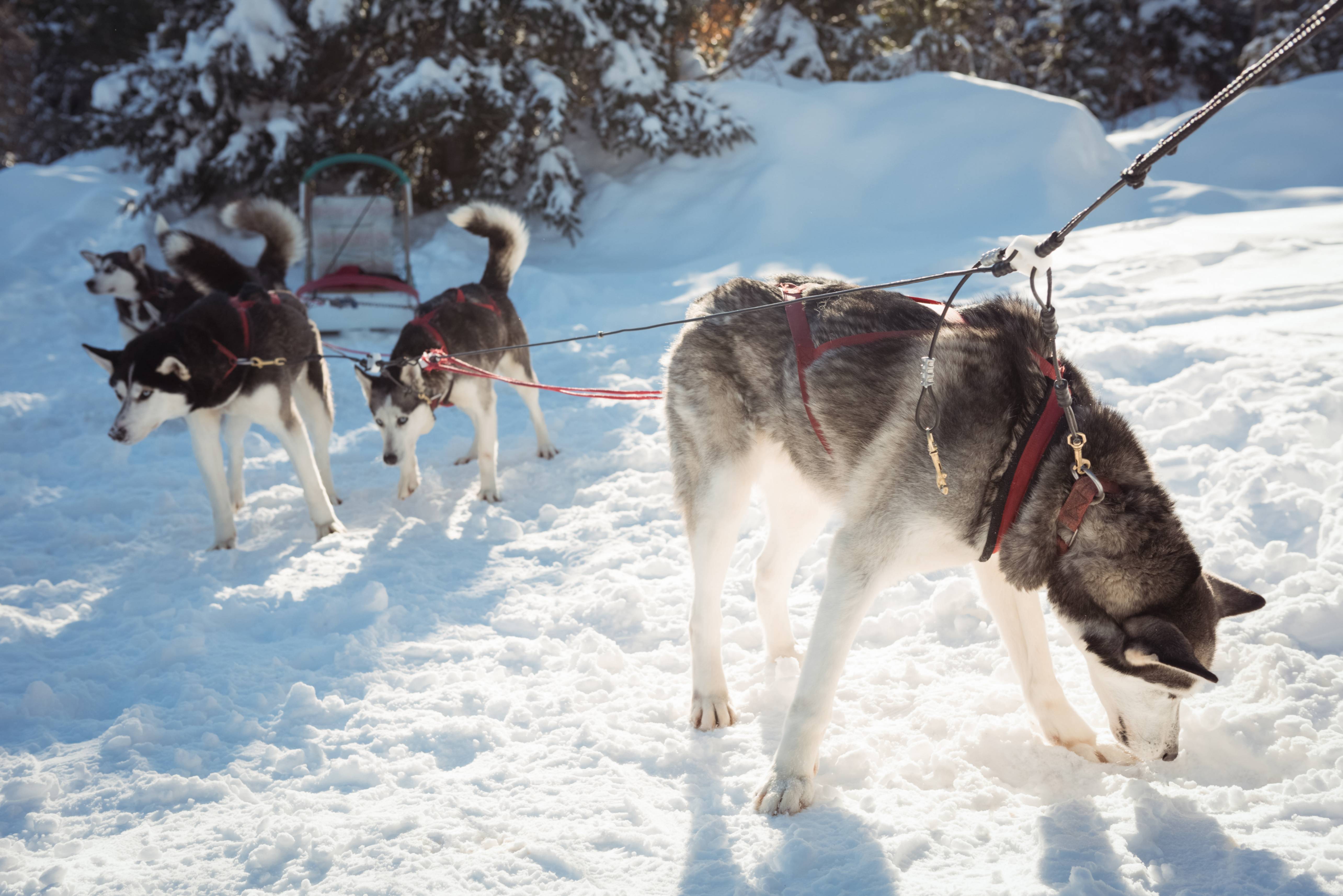 Trois husky siberiens trent la luge dans la neige en plein soleil