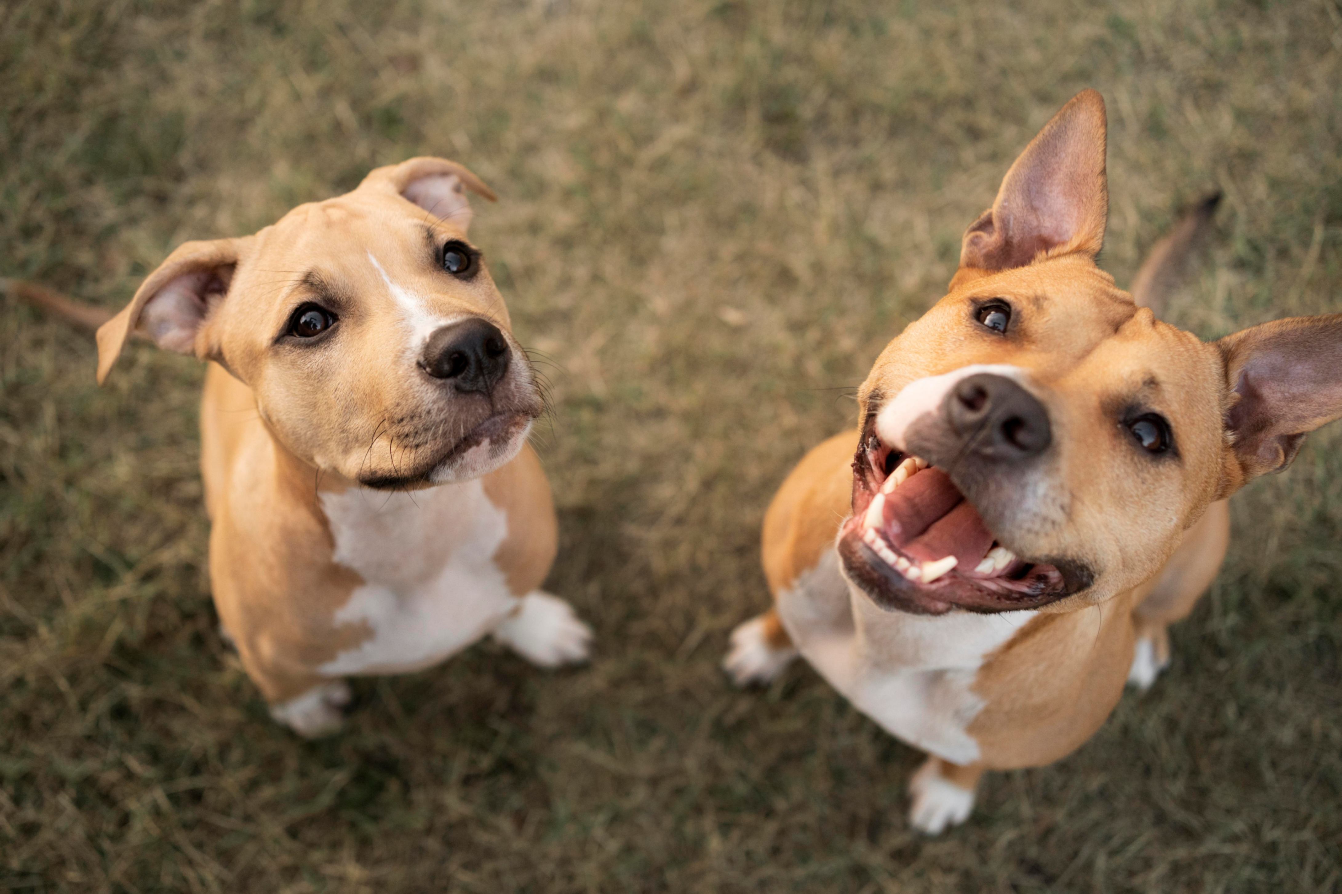 Deux petites bouilles de chiens de race staffi font des yeux doux 