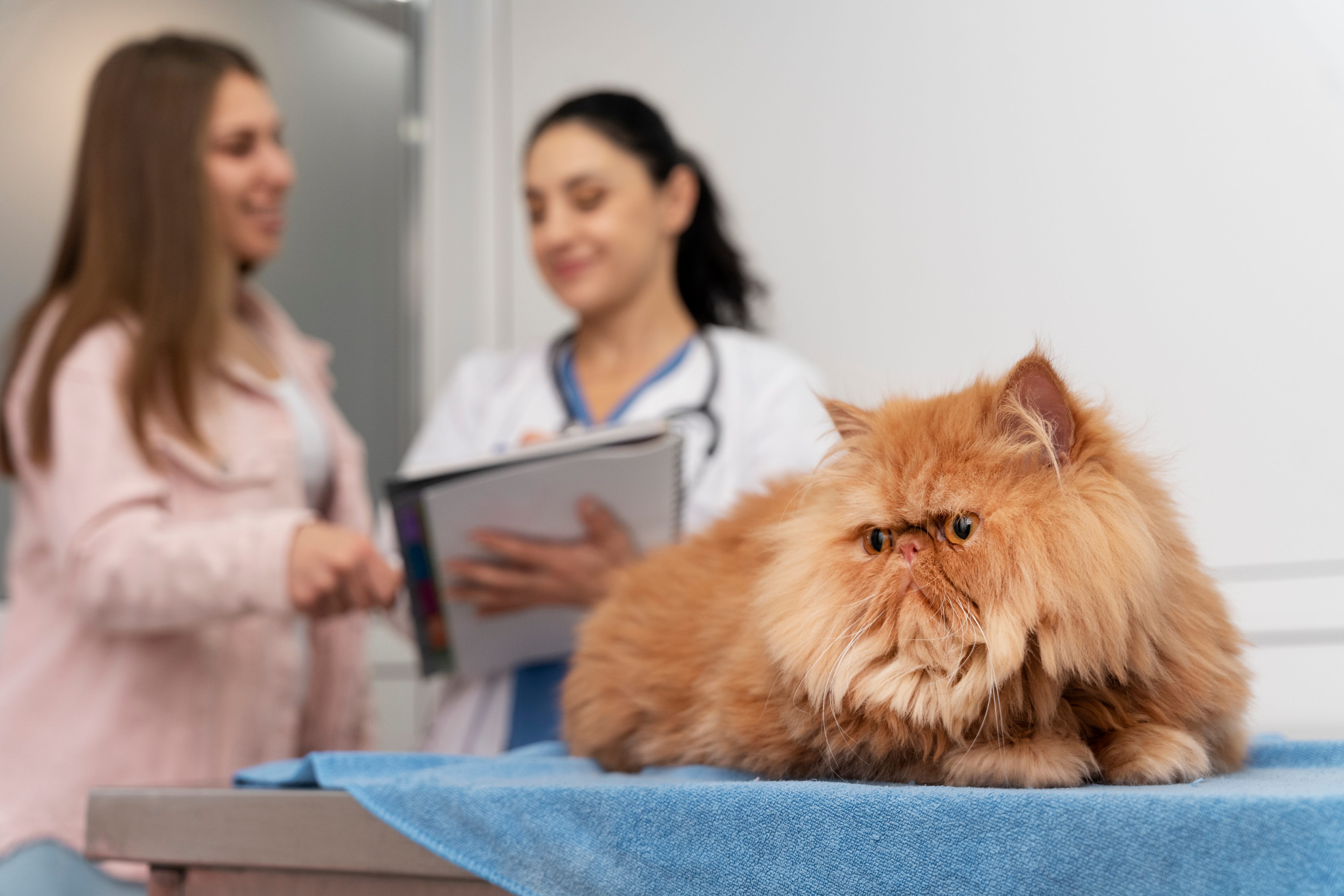 Information sur l'assurance santé animale par les vétérinaires lors d'une consultation pour un chat 