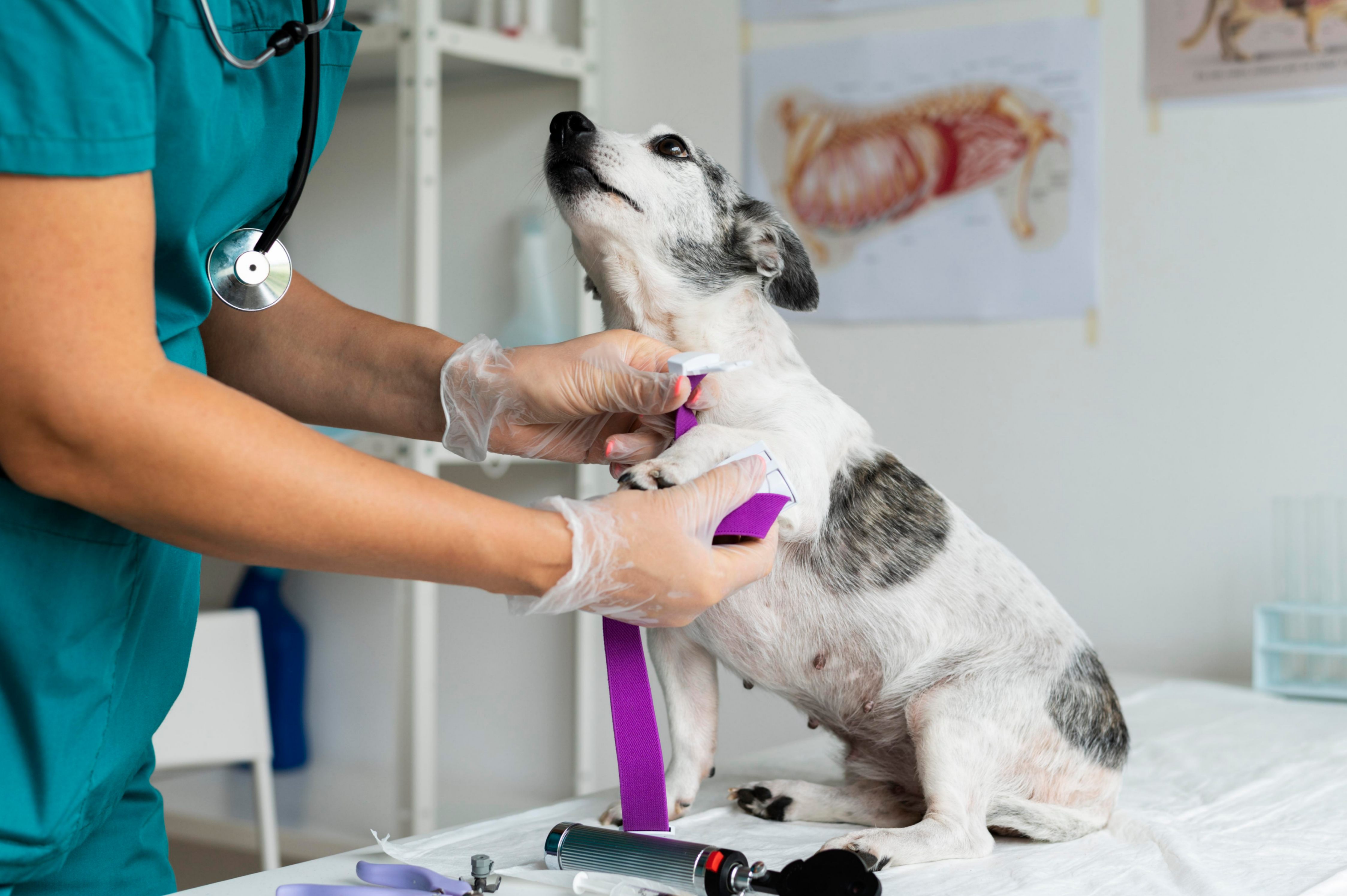 Un petit chien gris et blanc attend sa prise de sang calmement assis sur la table d'examen 