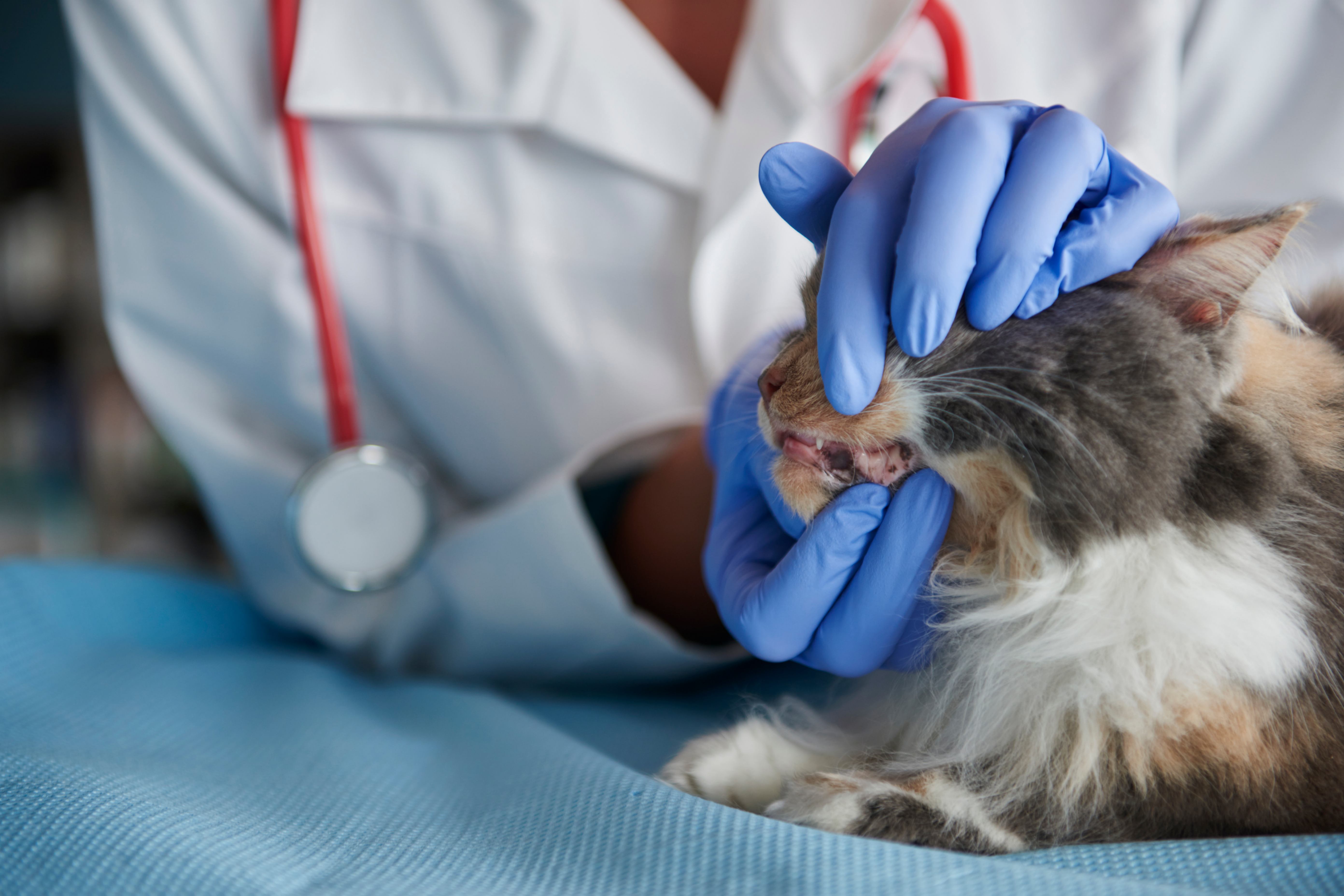Un véto contrôle la dentition d'un chat dans une posture calme