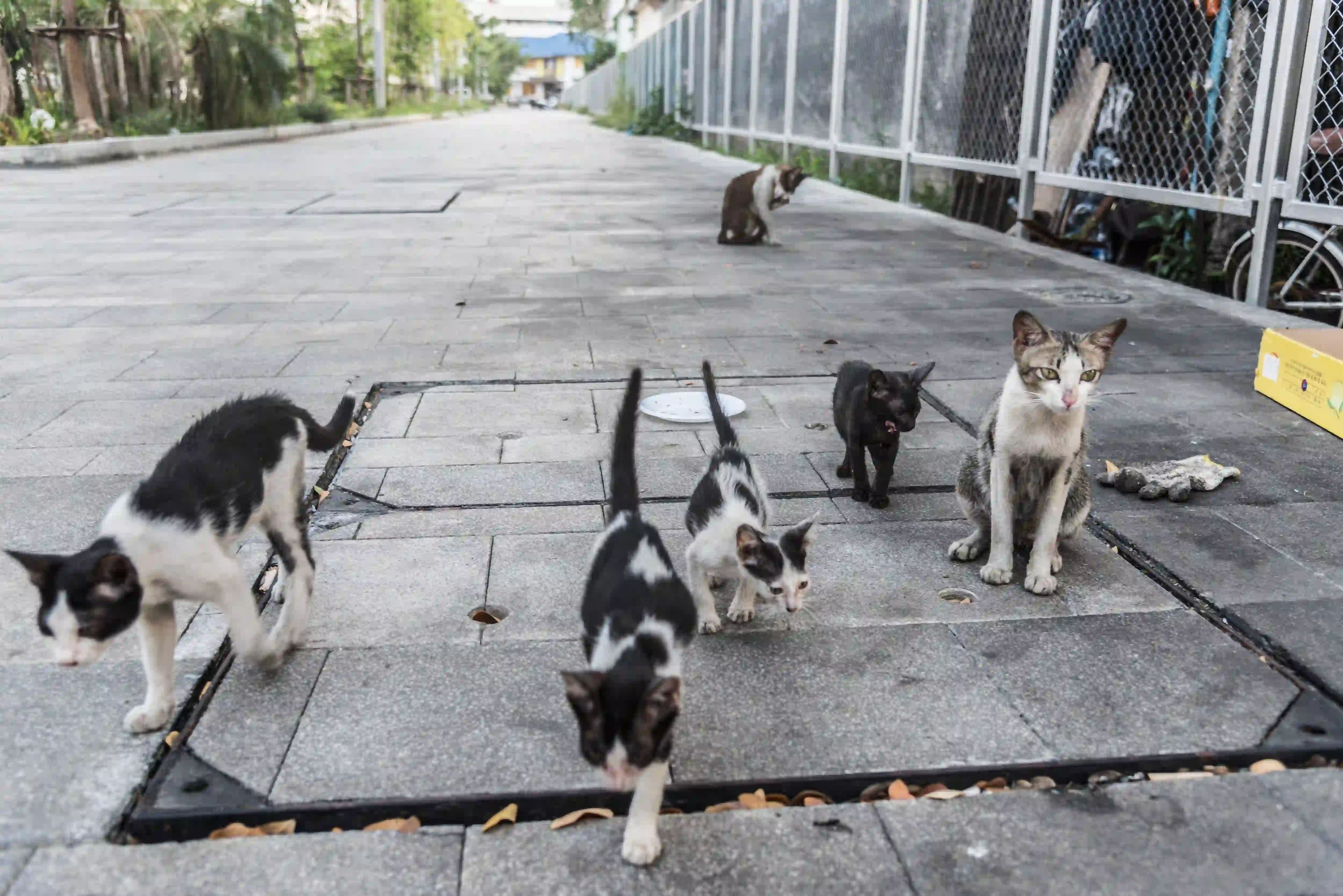 La stérilisation du chat est un geste à la fois individuel… et collectif.