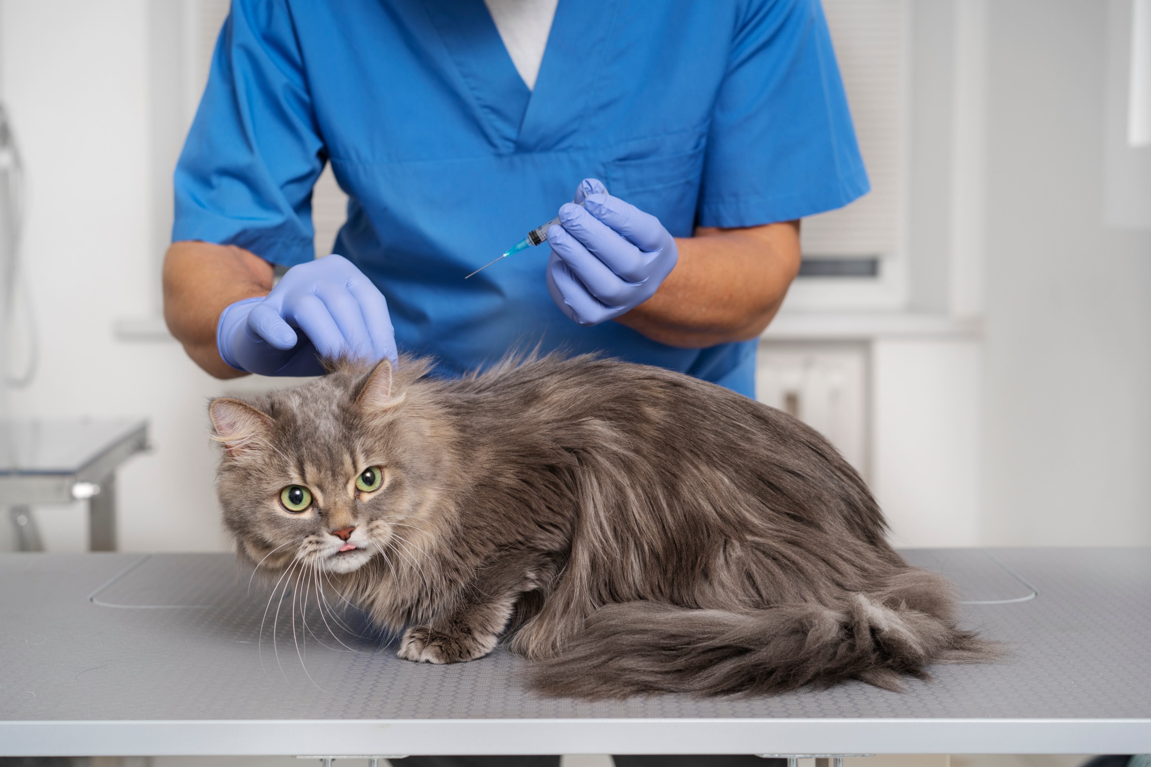 Le moment de la vaccination d'un chat âgé