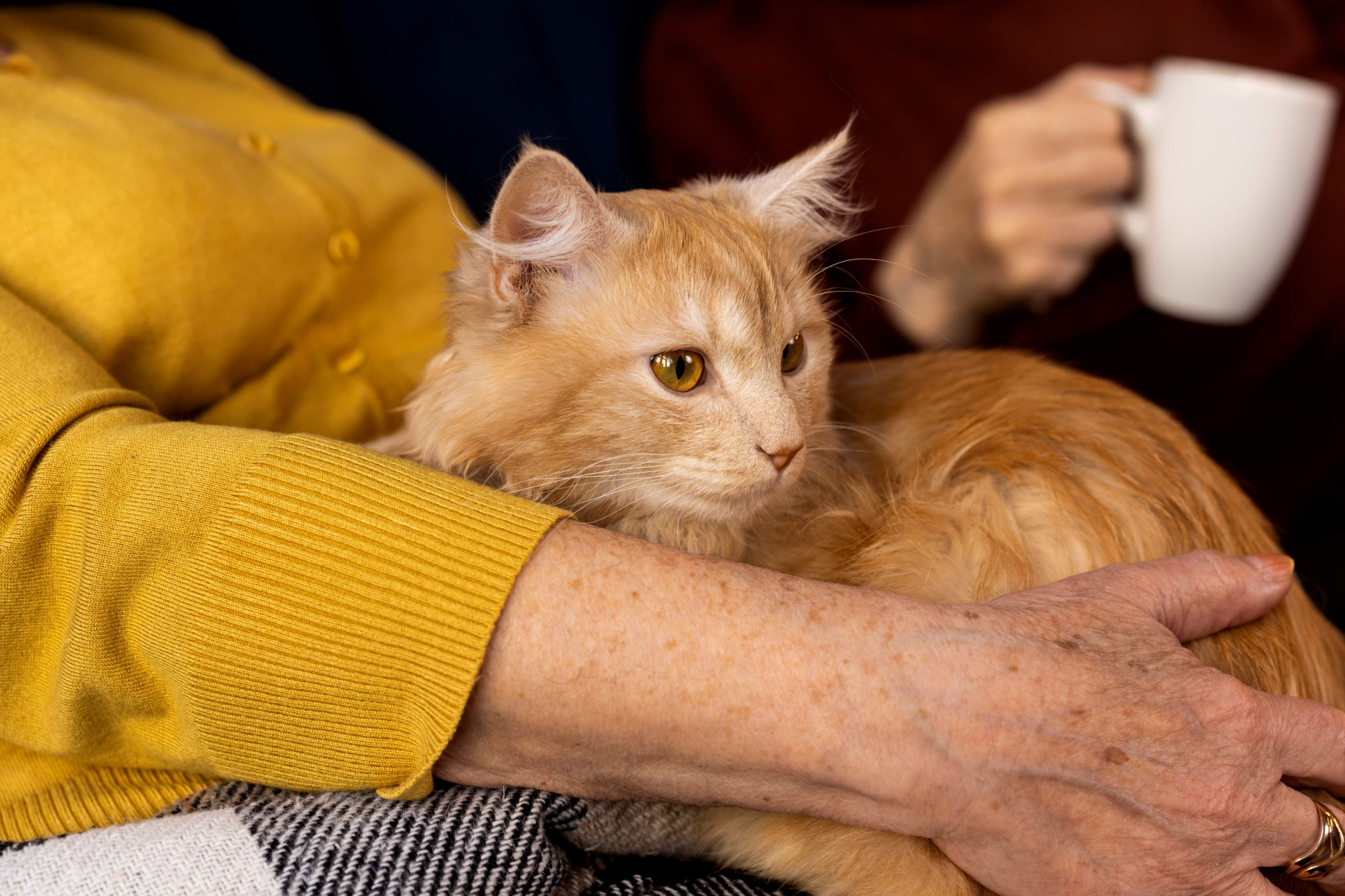 Un epersonne âgée tient son chat roux sur les genoux