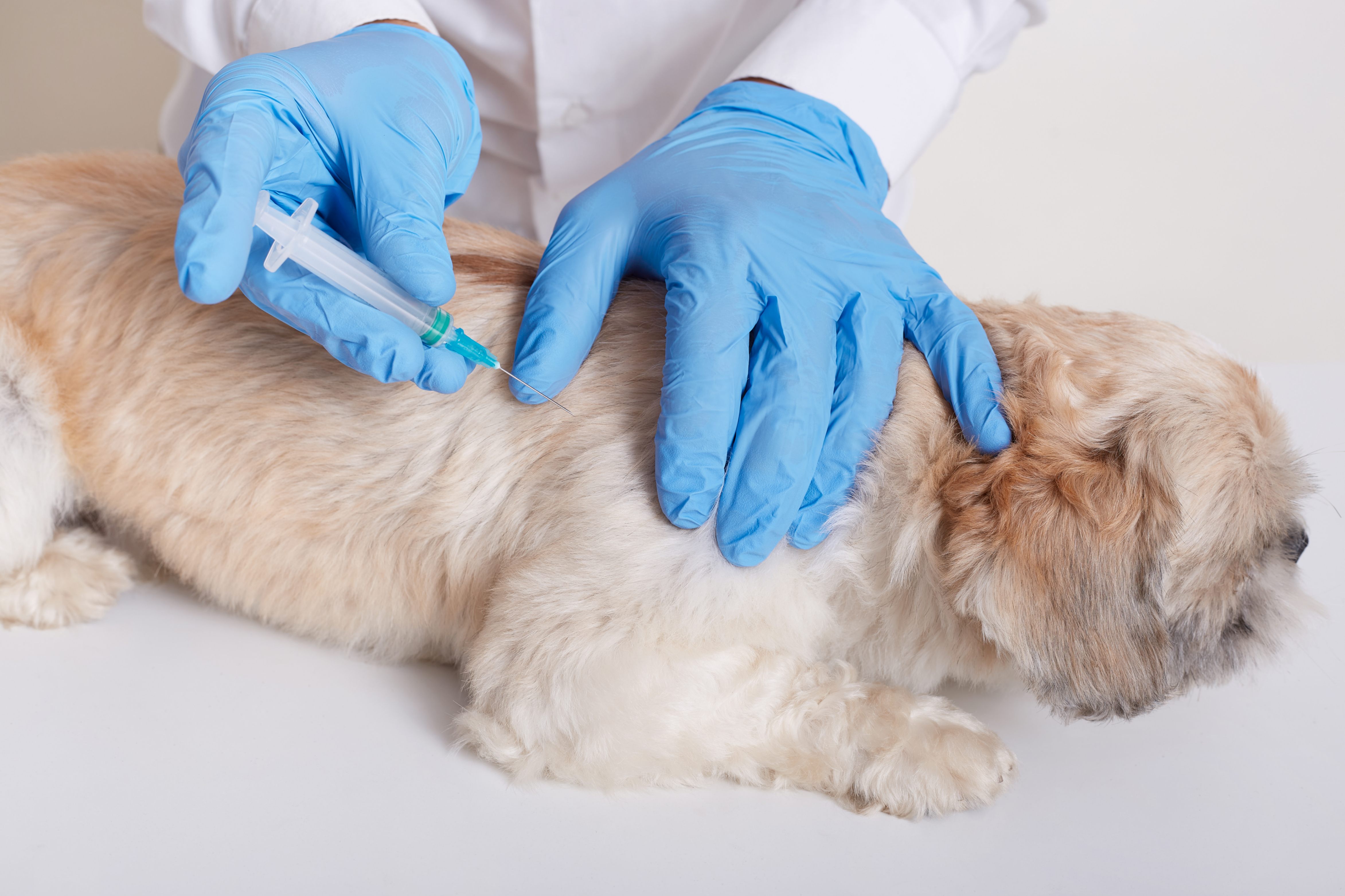 En général, les réactions sont rares et bénignes chez les chien âgés