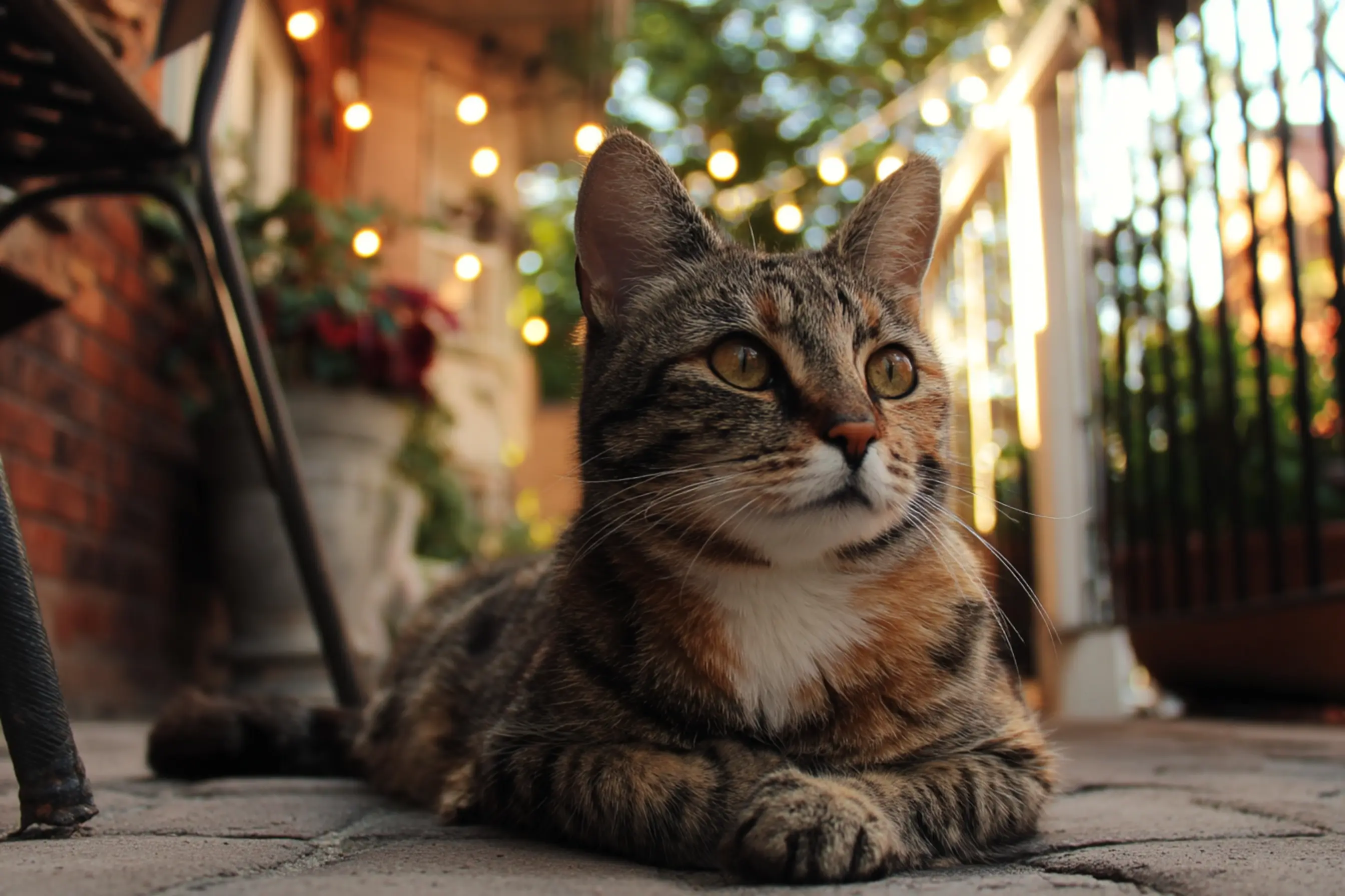 un portrait du chat de goutière avec des lumières chaudes dans le fond