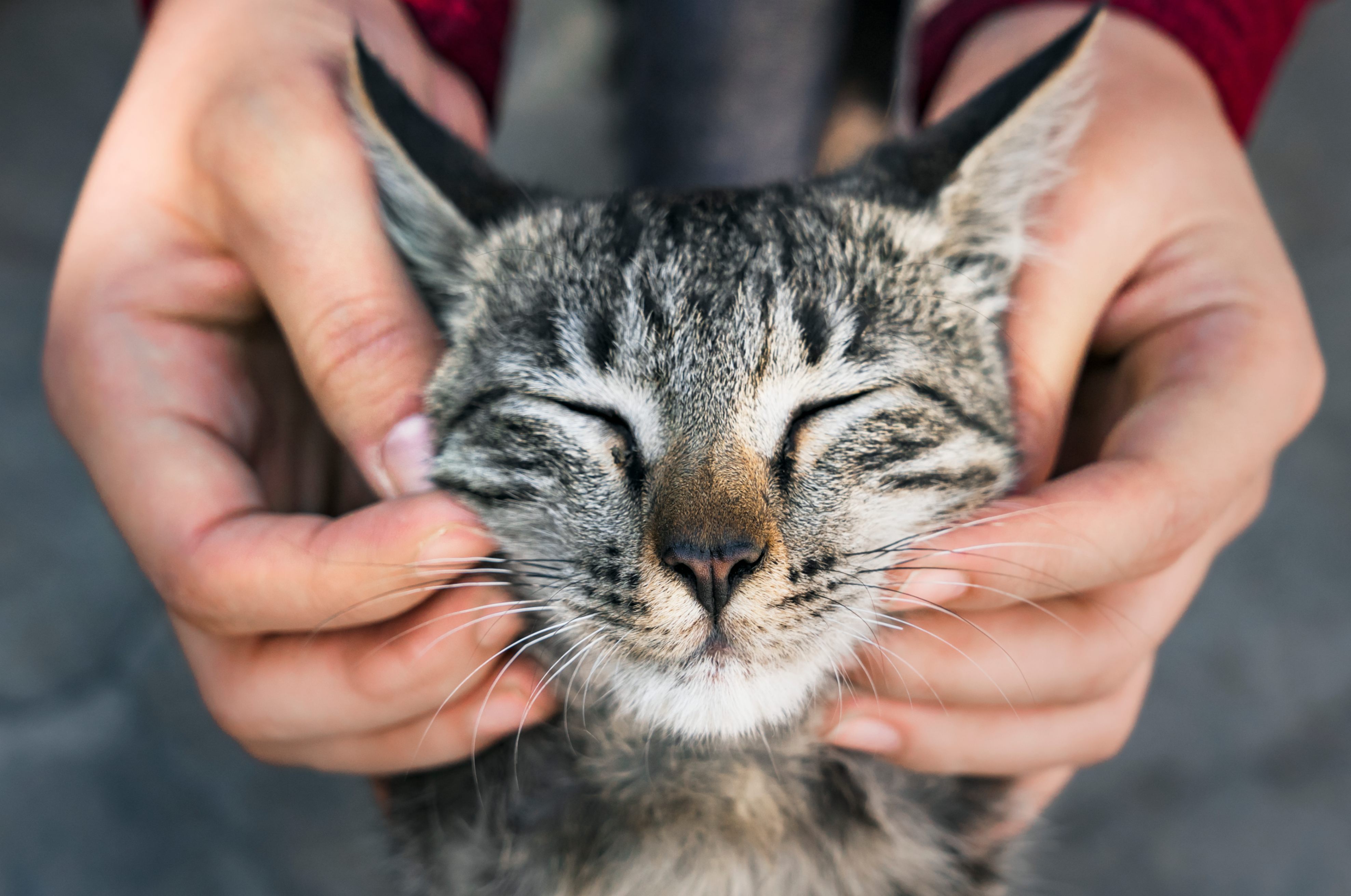 Une caresse des zones sensibles chez le chat libère la dopamine