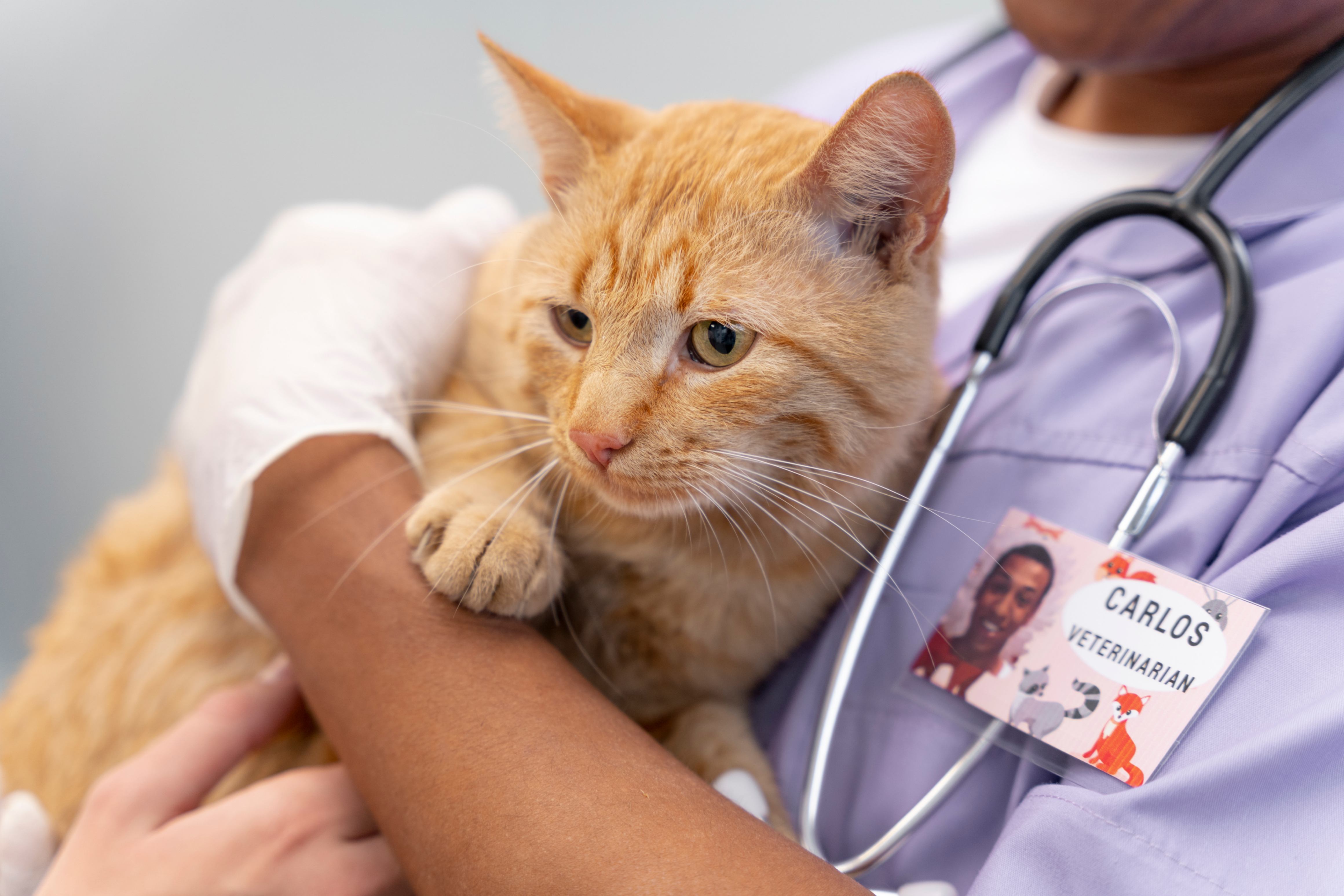 Un chat de race européen dans les bras d'un vétérinaire