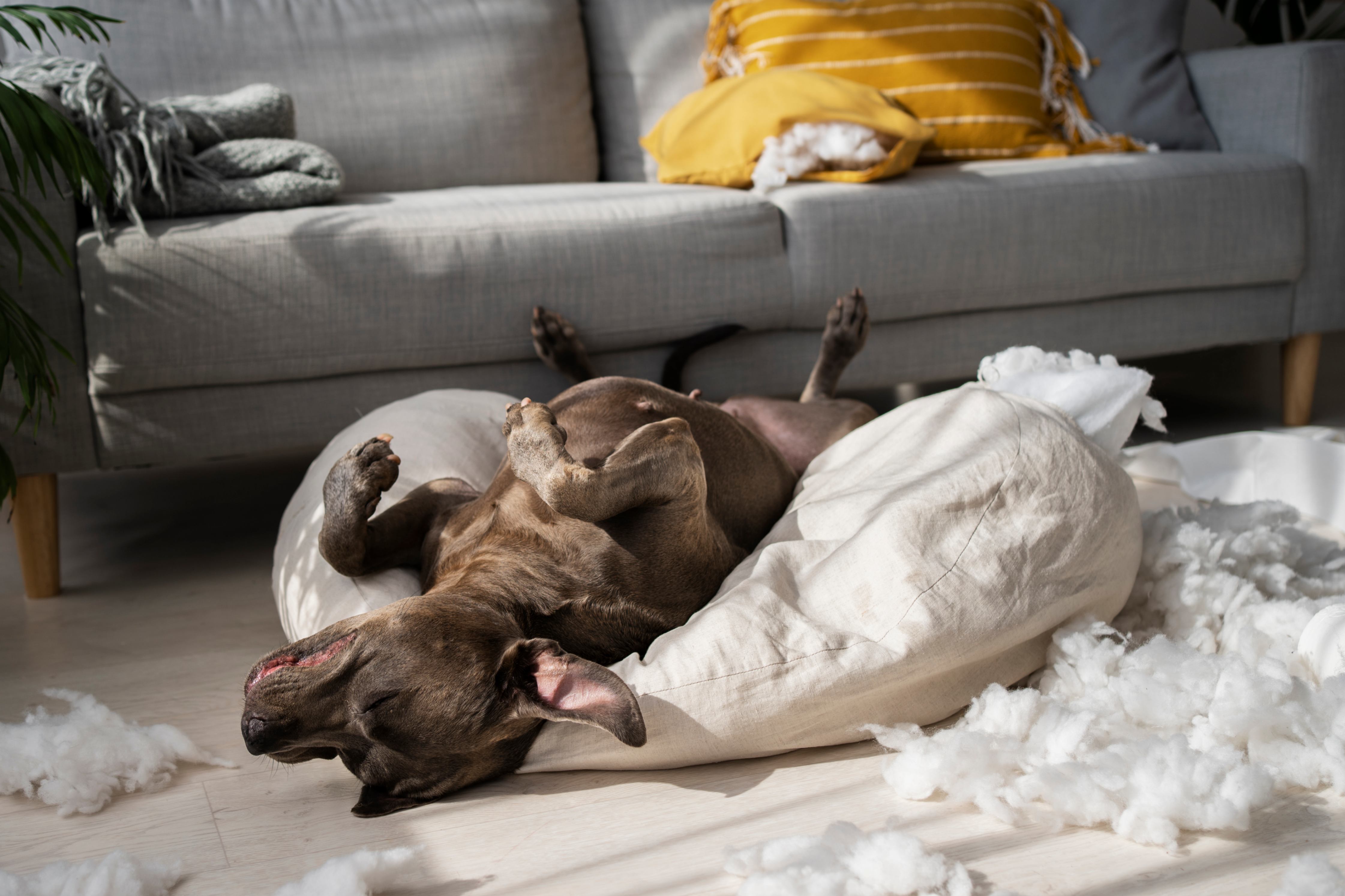 Un pitbull s’ennuie et déchire un coussin