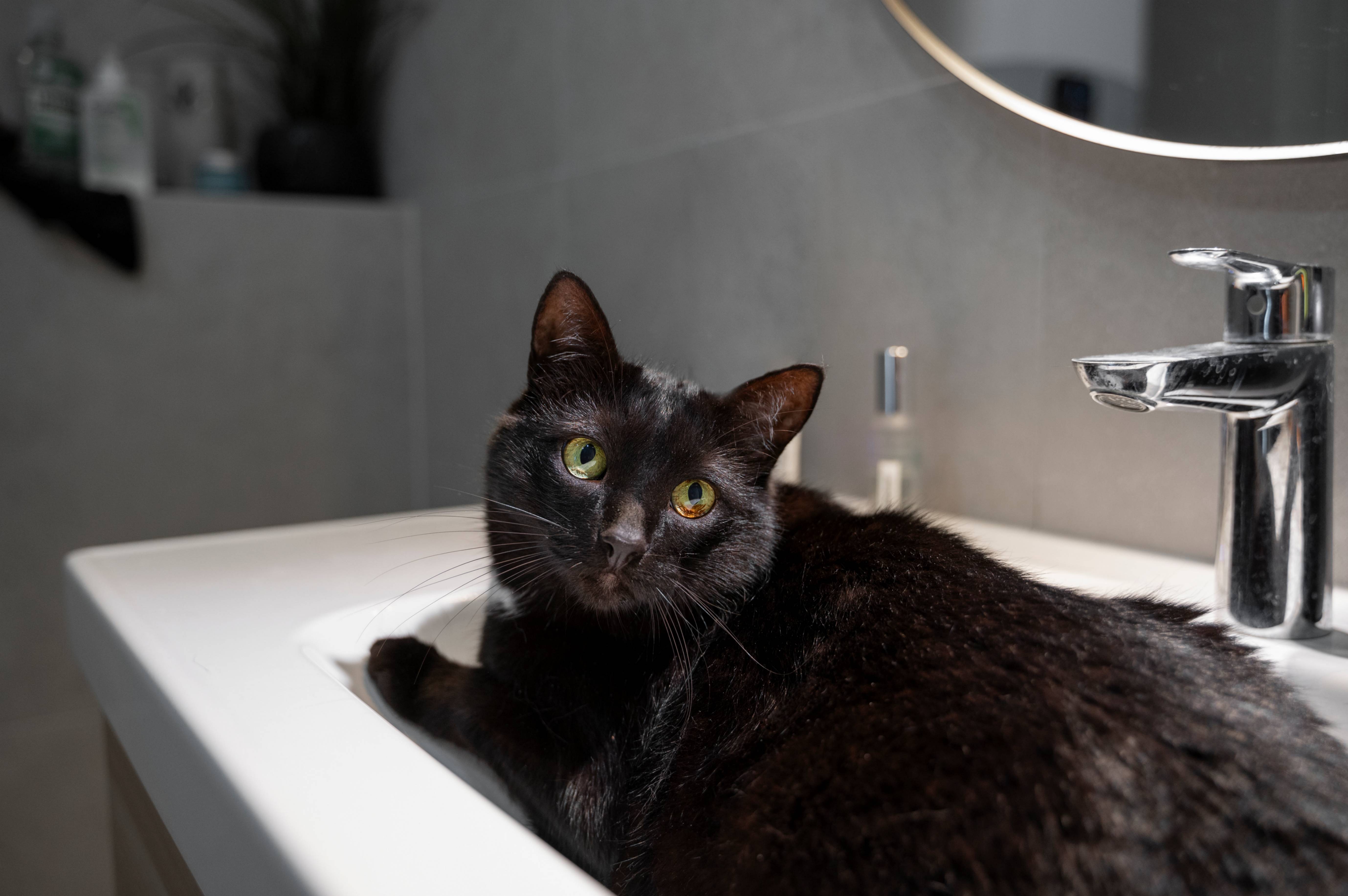 Un portrait d'un gros chat noir qui s'est allongé dans un lavabo
