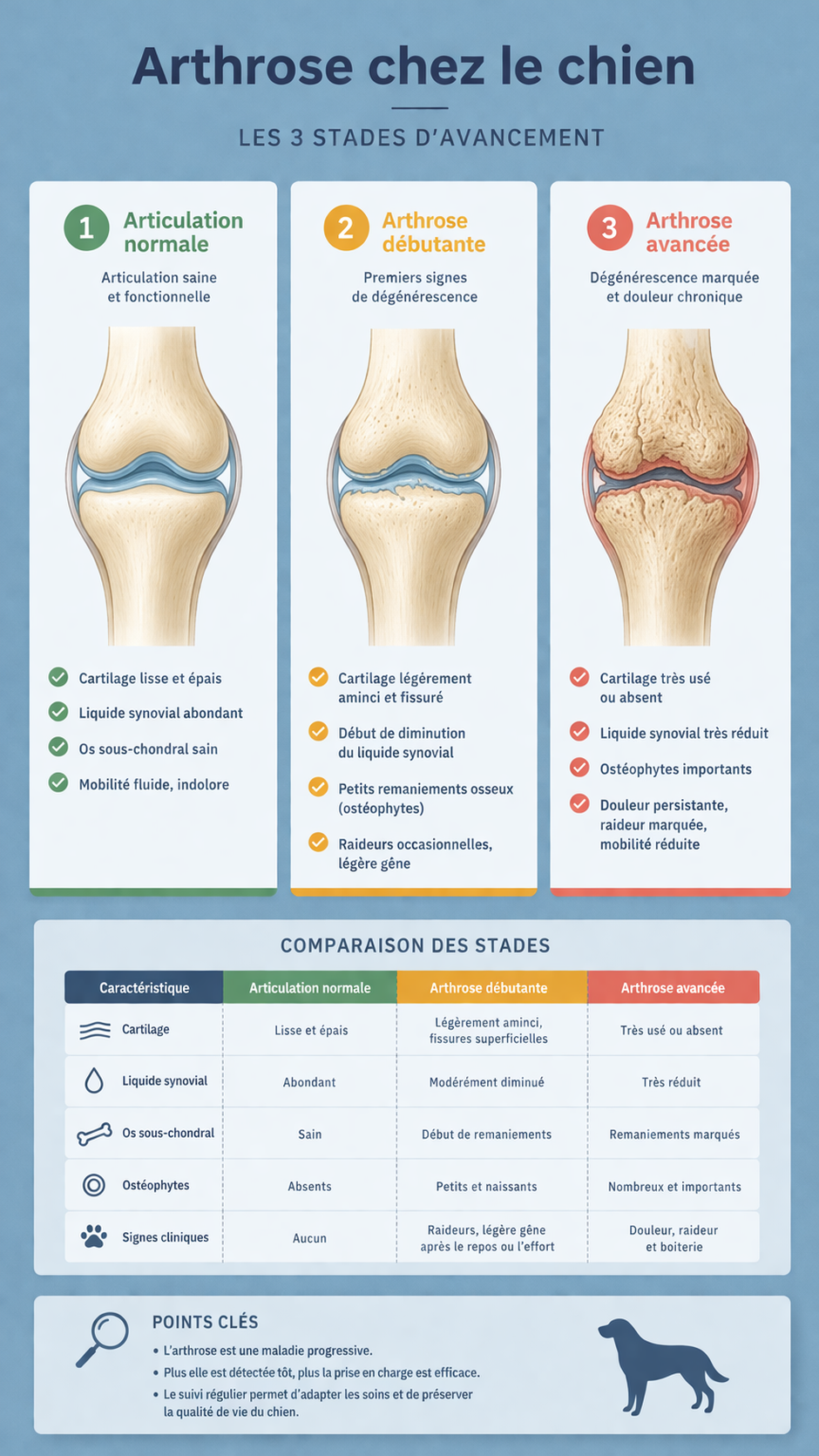 Les stades de l'arthrose chez le chien 