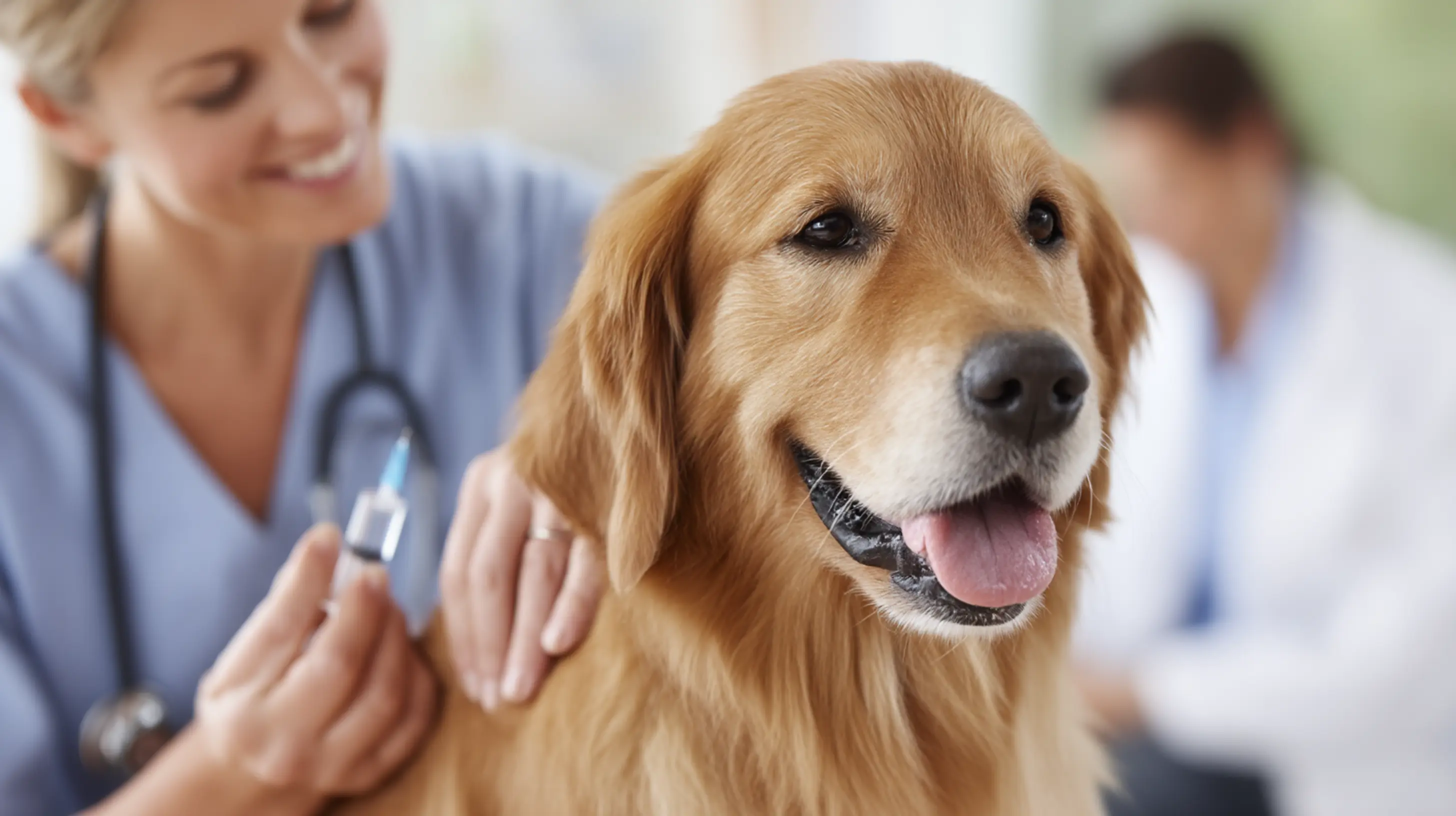 Un vaccin pour un labrador beige avec une vétérinaire qui sourit
