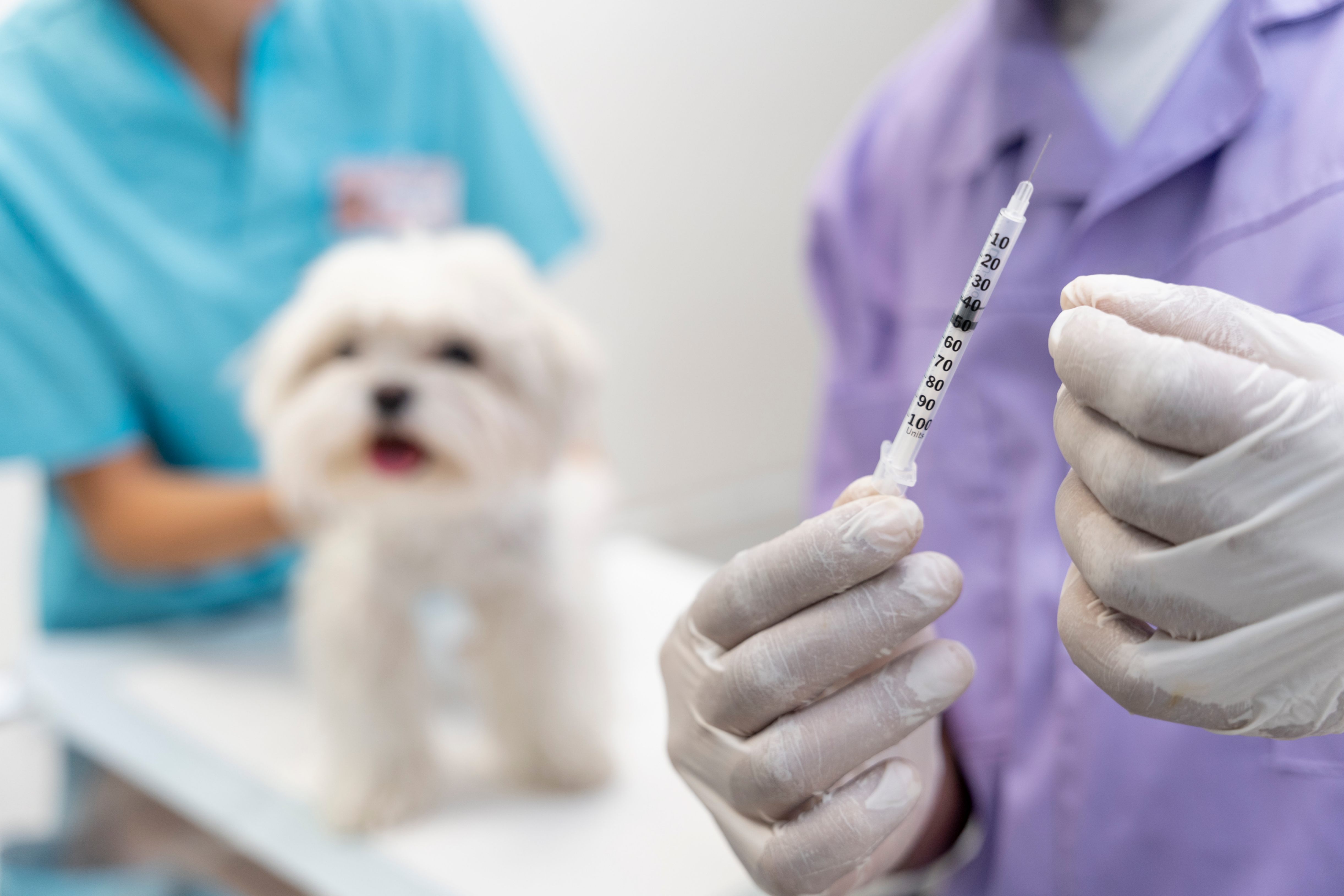 Zoom sur les mains du vétérinaire tenant un seringue de vaccin pour chien