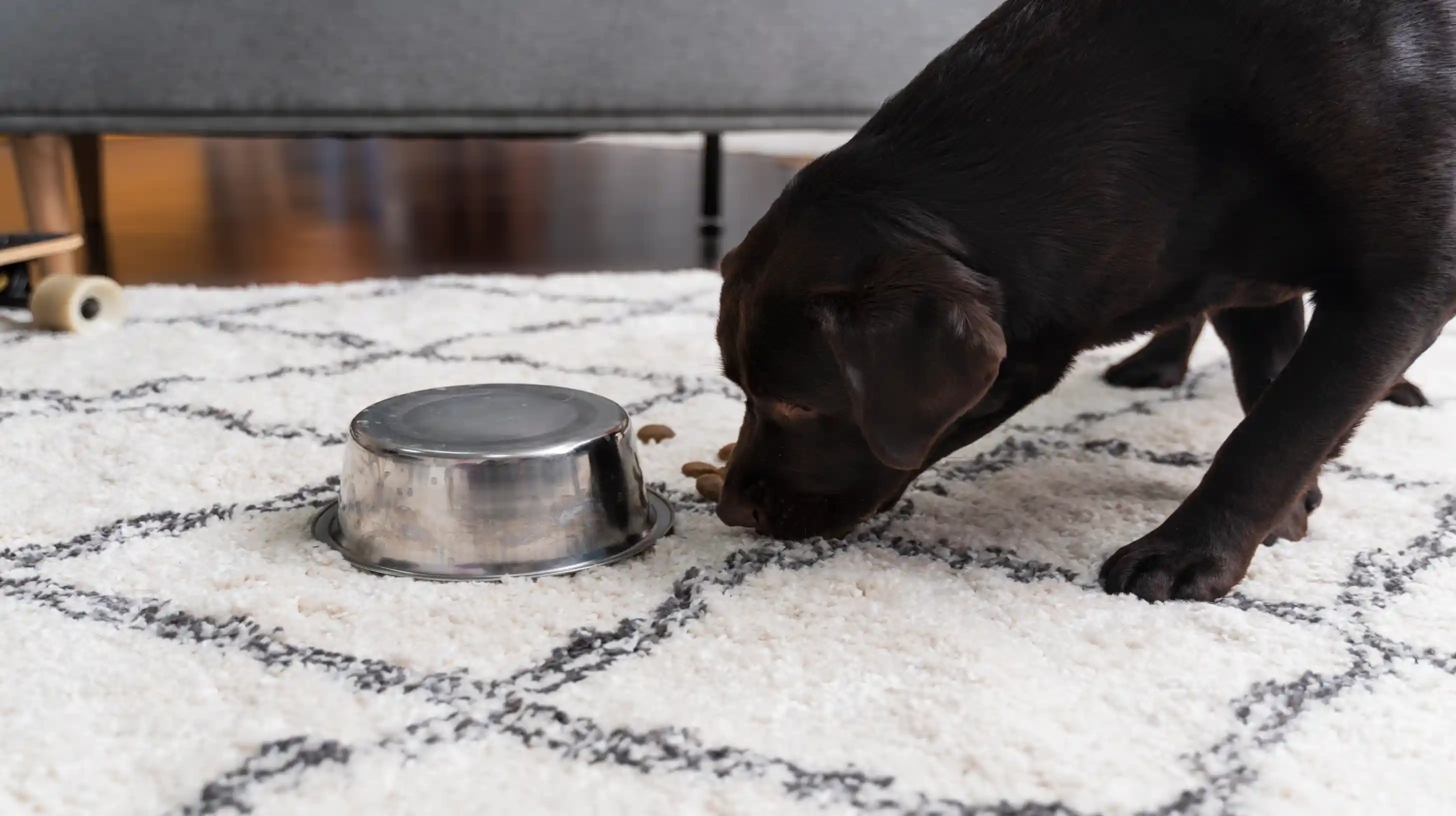 Un jeune labrador marron joue avec sa gamelle vide