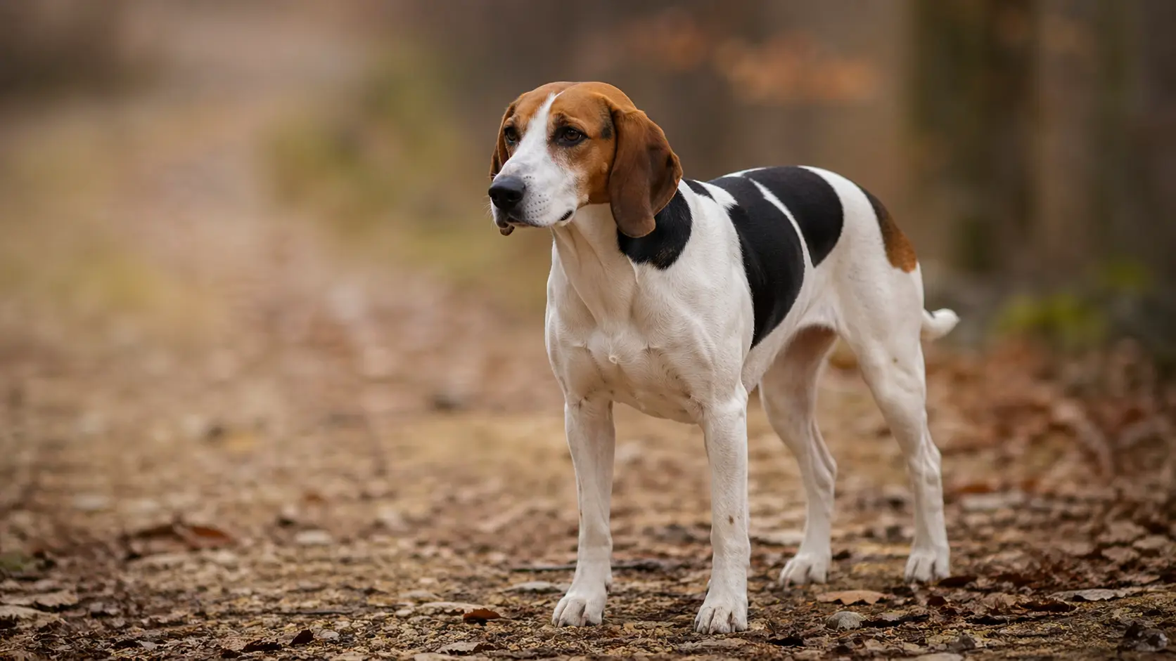 Anglo-Français de Petite Vènerie dans un champs