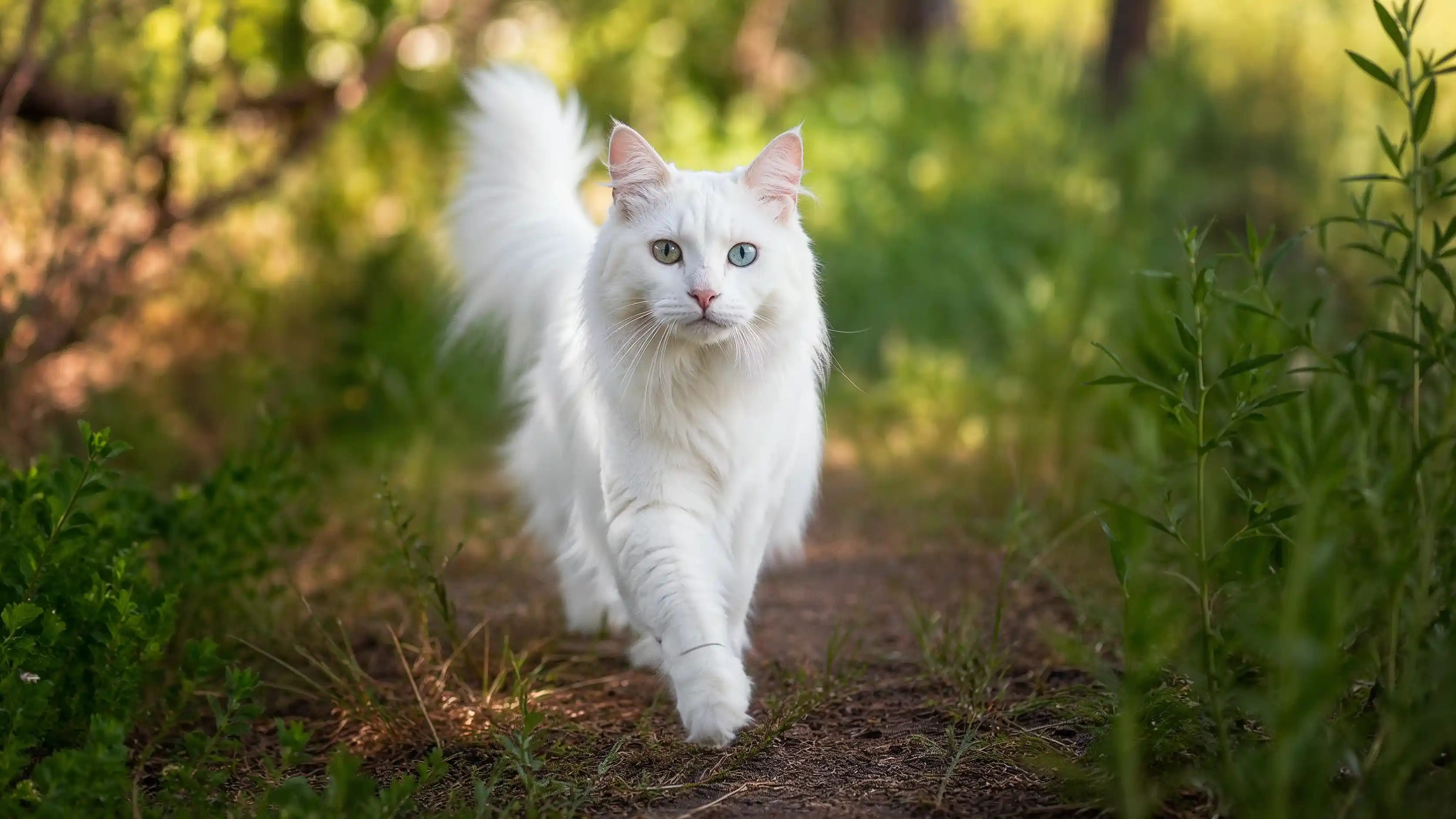Agora truc dans une forêt