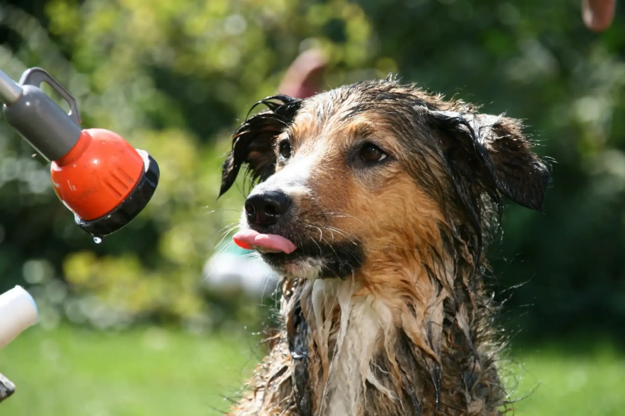 Un chien mouillé dans le jardin