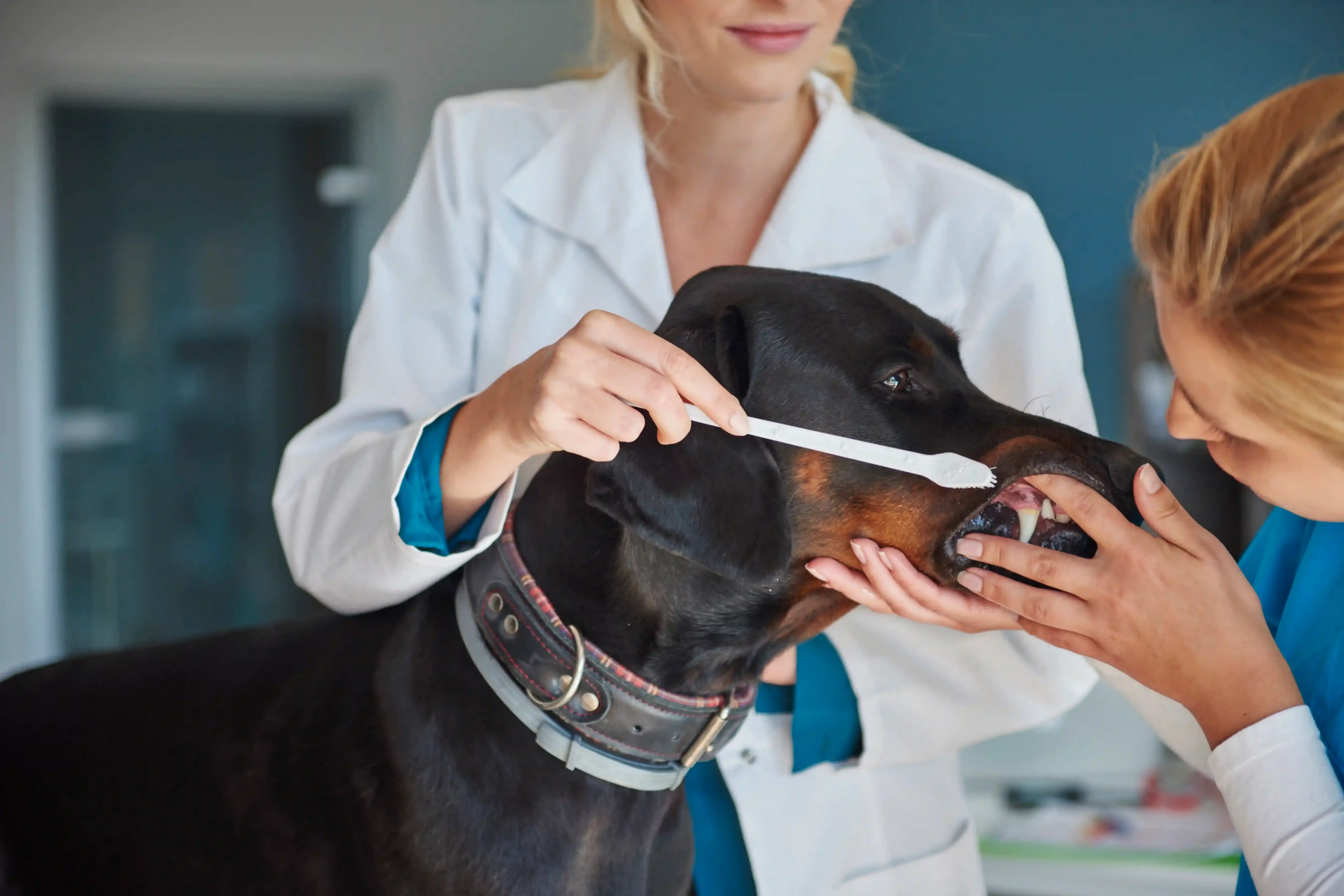 Une visite chez le dentiste vétérinaire pour un dobermann