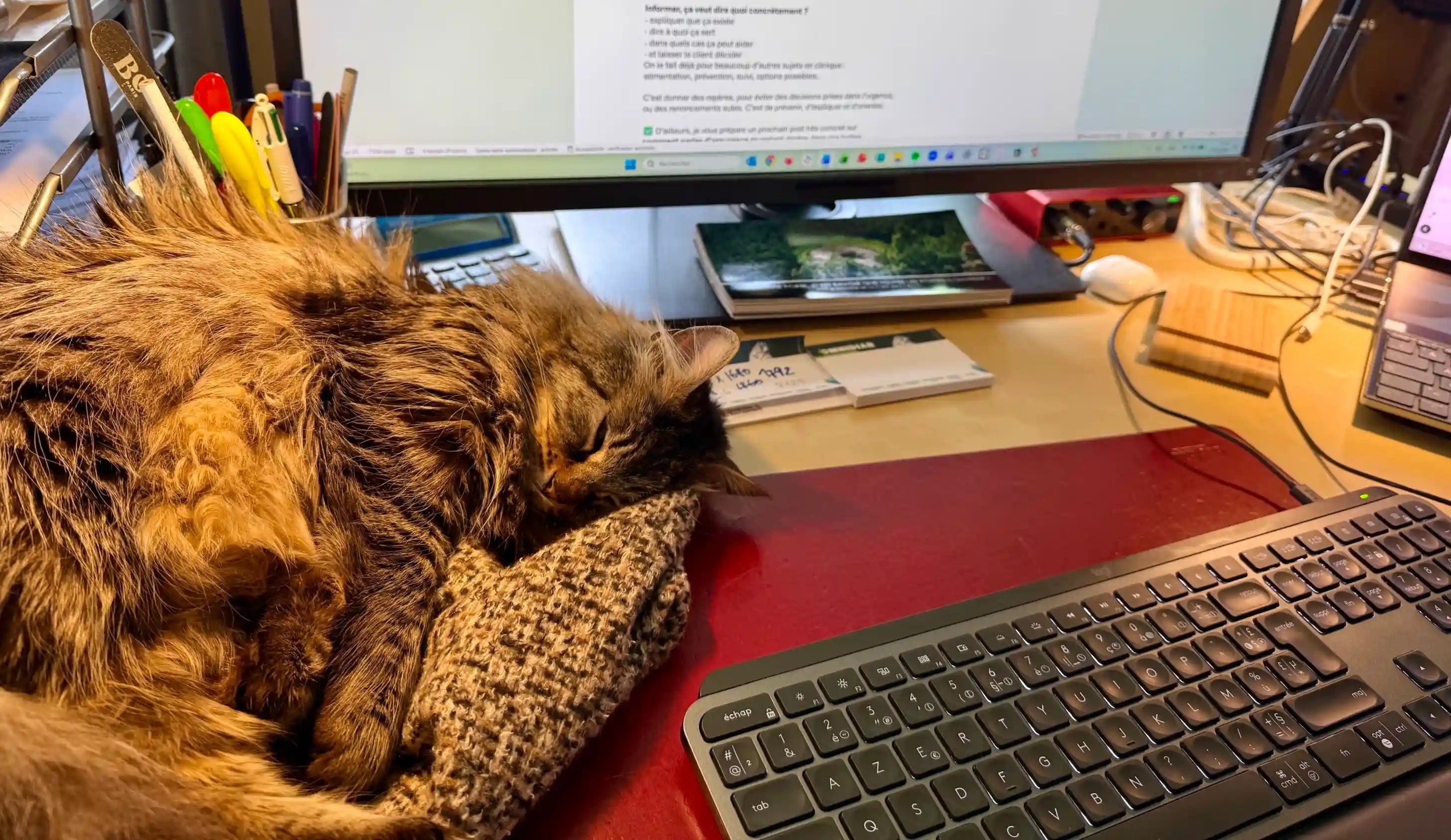 CHez Filouzii notre mascotte c'est Héra, le chat de gouttière adorable