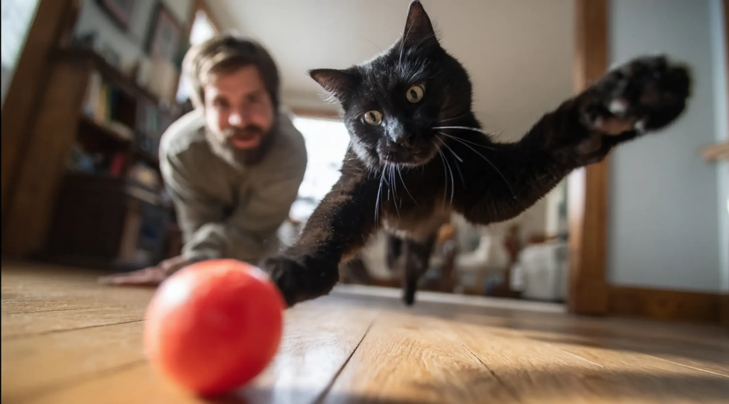 UN chat noir avec son quart de follie accompagné par son papa