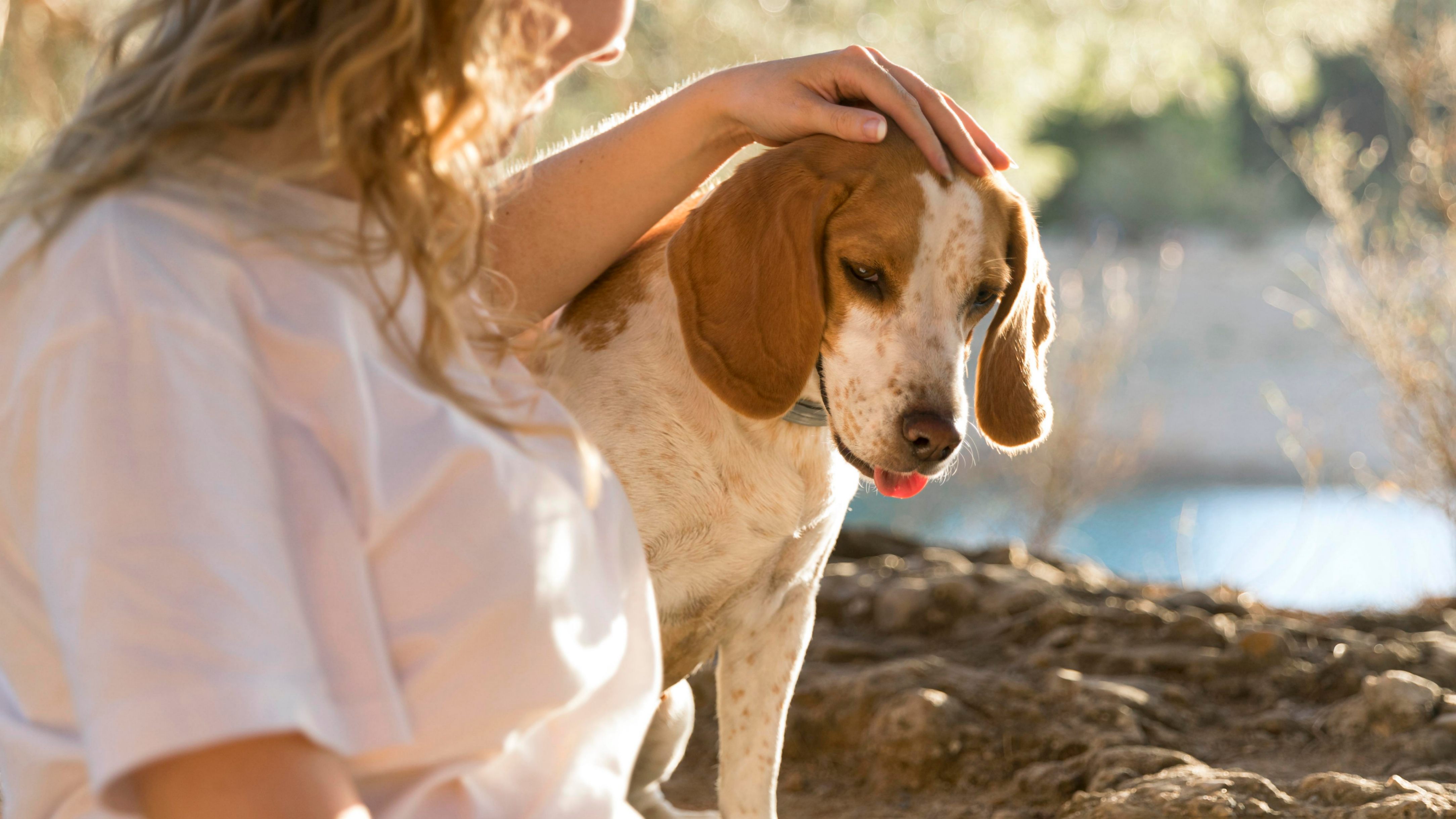 un chien haletant est en danger