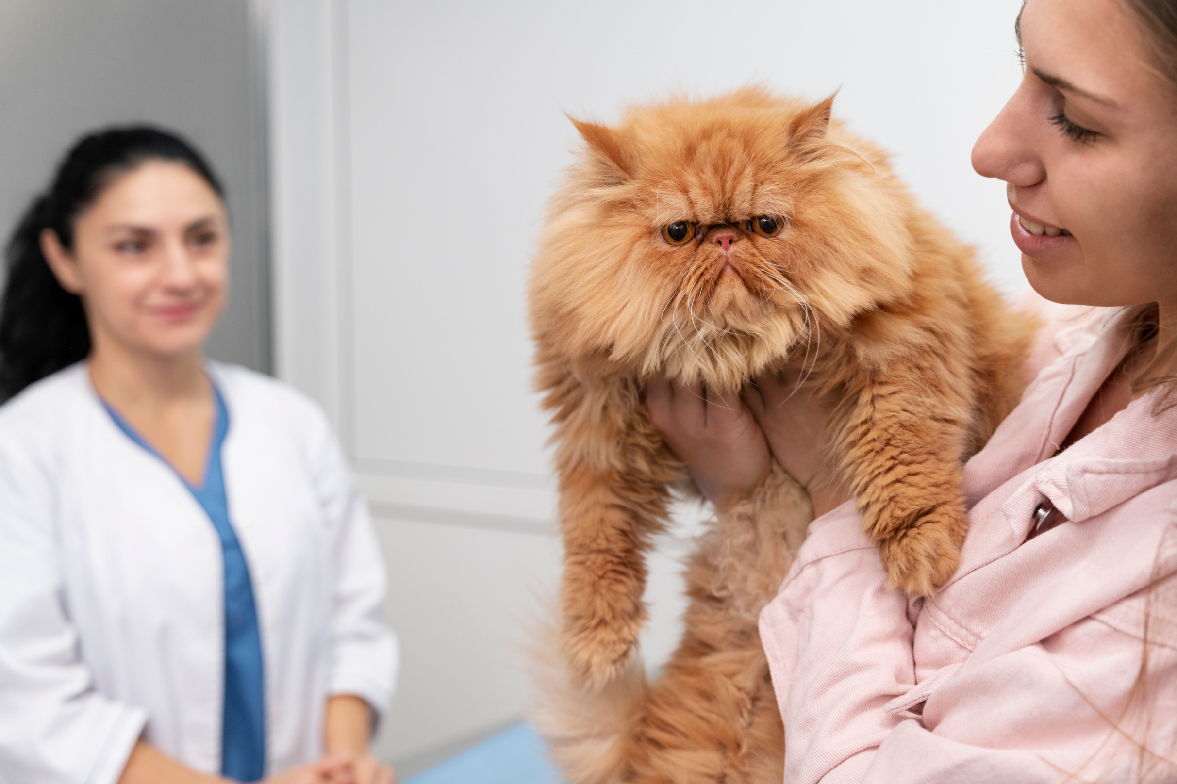 Un beau chat main coon dans les mains d'une ASV 