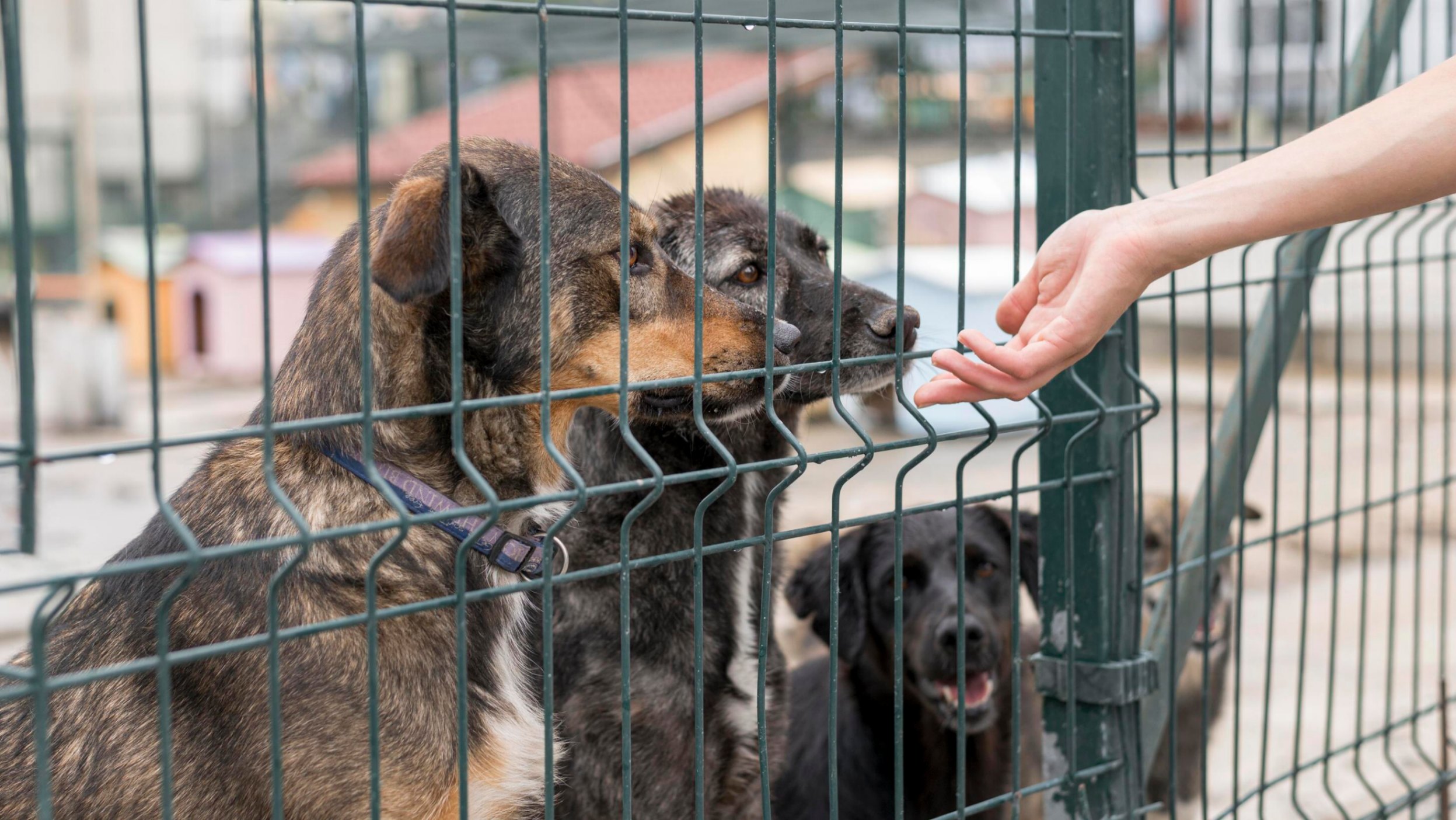 une main qui veut rentrer en contact avec des chien derrière une grille