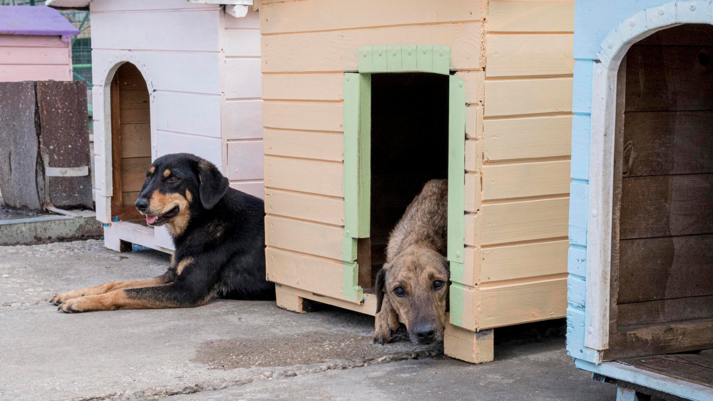Des chiens allongés devant leur chenil dans un refuge